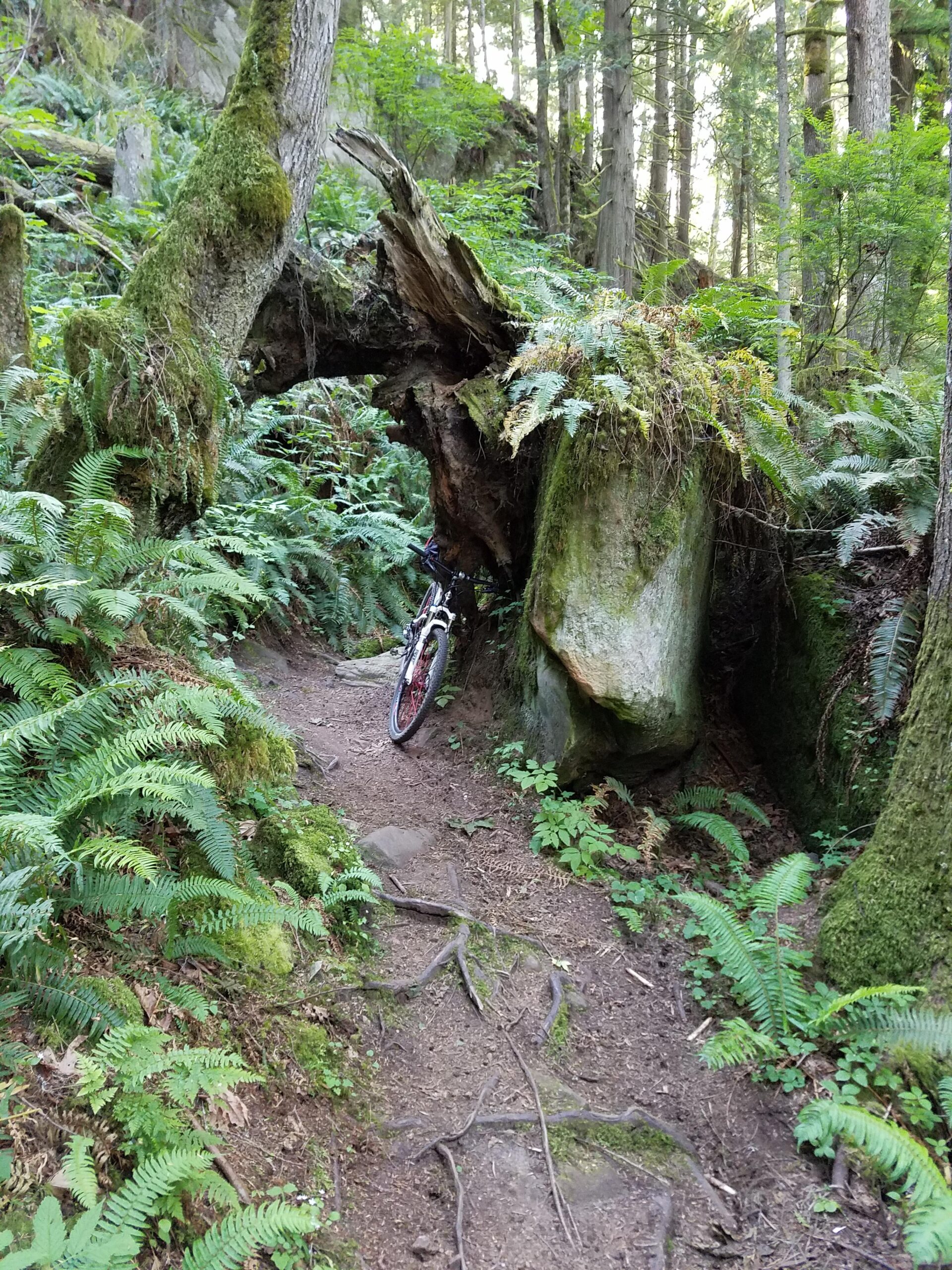 A mountain bike resting against a large, moss-covered fallen tree, with a trail running through a lush forest filled with ferns and intricate root systems. Soft sunlight filters through the trees in the background, creating a serene and natural atmosphere. Galbraith Mountain mountain bike trail.