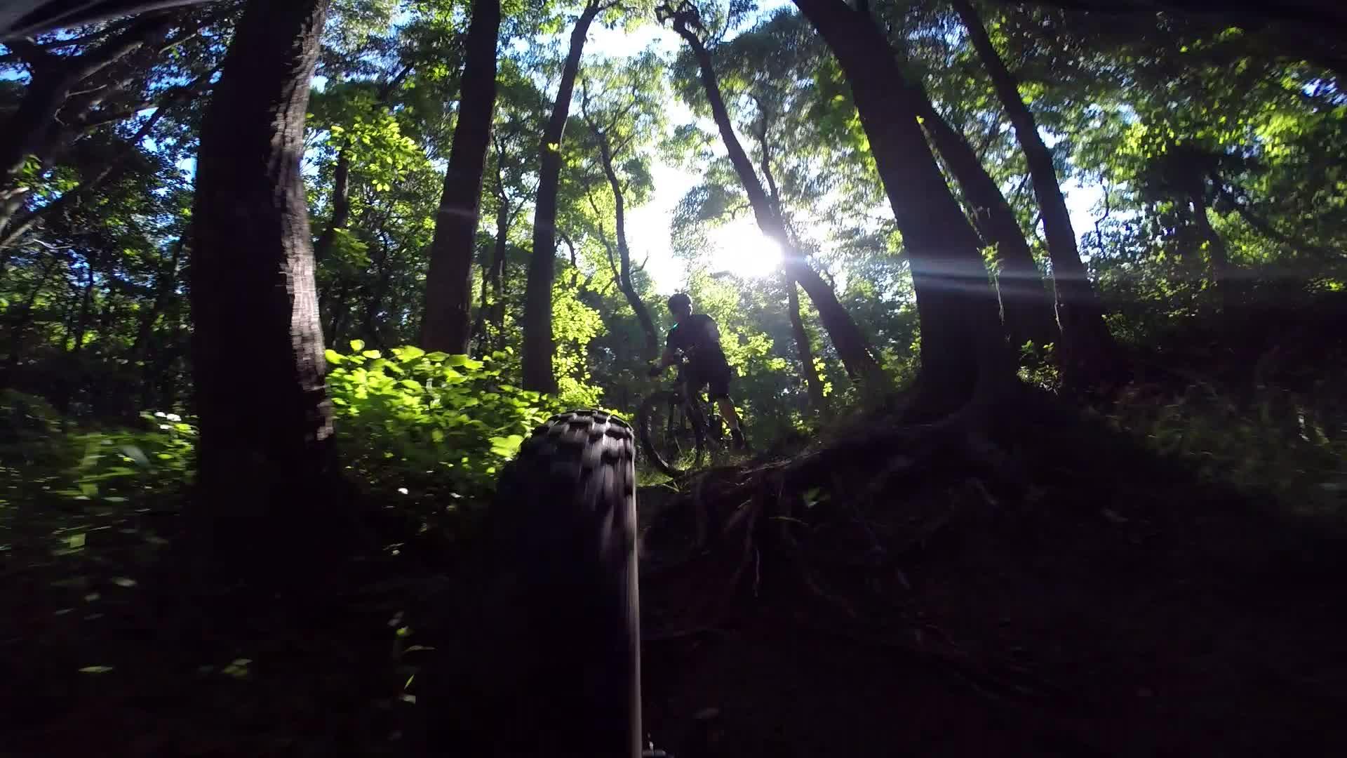 A mountain biker navigating through a sunlit forest. The image shows a close-up of the bike's tire in the foreground, with trees and greenery surrounding the rider in the background, illuminated by sunlight filtering through the leaves. Richmond Avenue and Forest Hill road mountain bike trail.