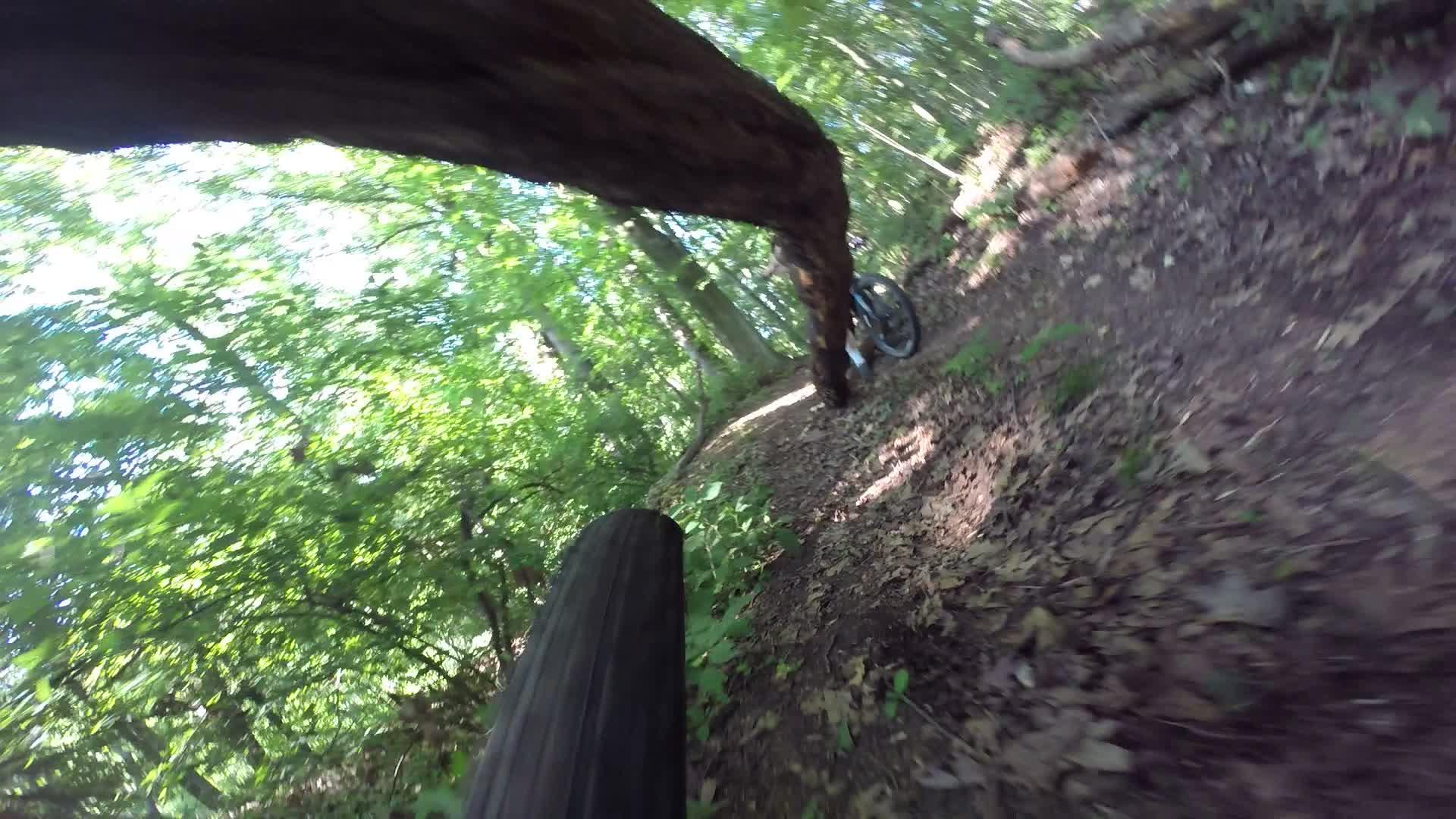 A close-up view of a bicycle tire on a dirt trail surrounded by dense green foliage. A fallen tree trunk leans across the path, with sunlight filtering through the leaves above, creating a natural and picturesque scene. Richmond Avenue and Forest Hill road mountain bike trail.