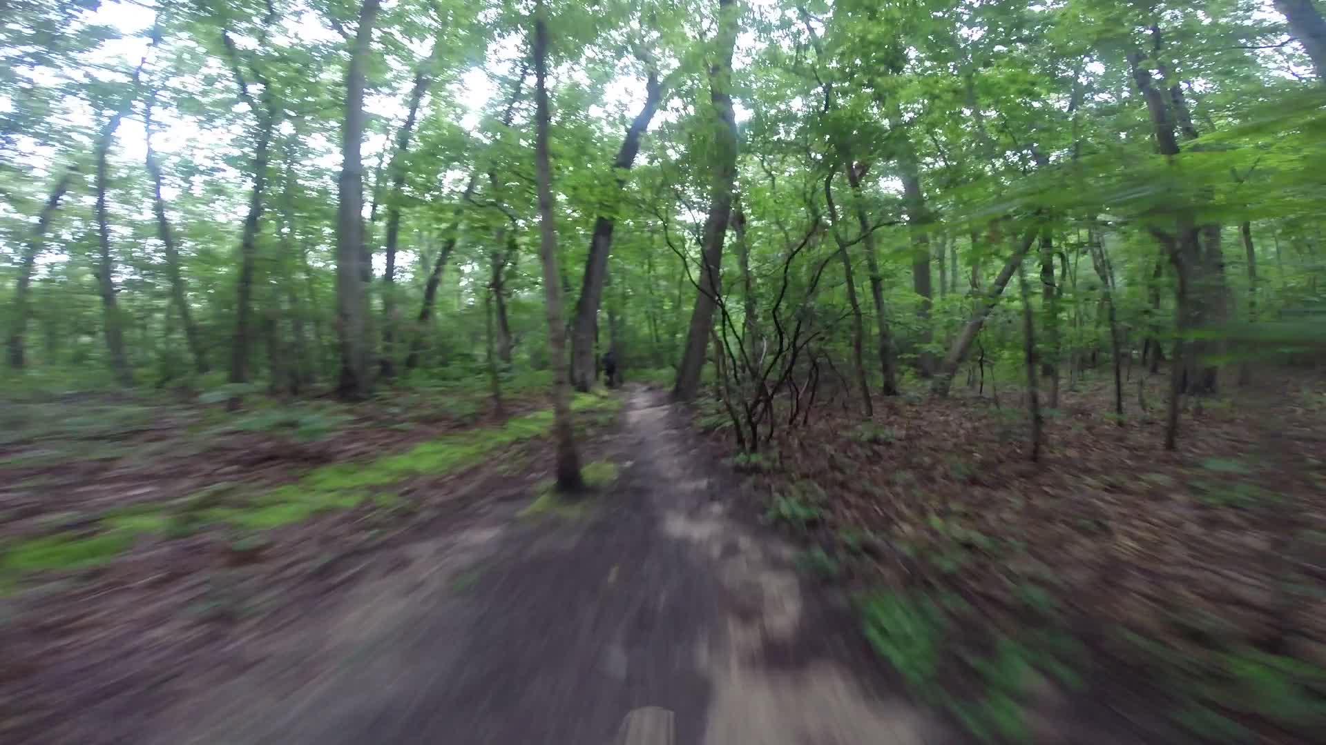 A blurred view of a wooded trail surrounded by lush green trees and underbrush, suggesting motion through a natural environment. Huber Woods mountain bike trail.