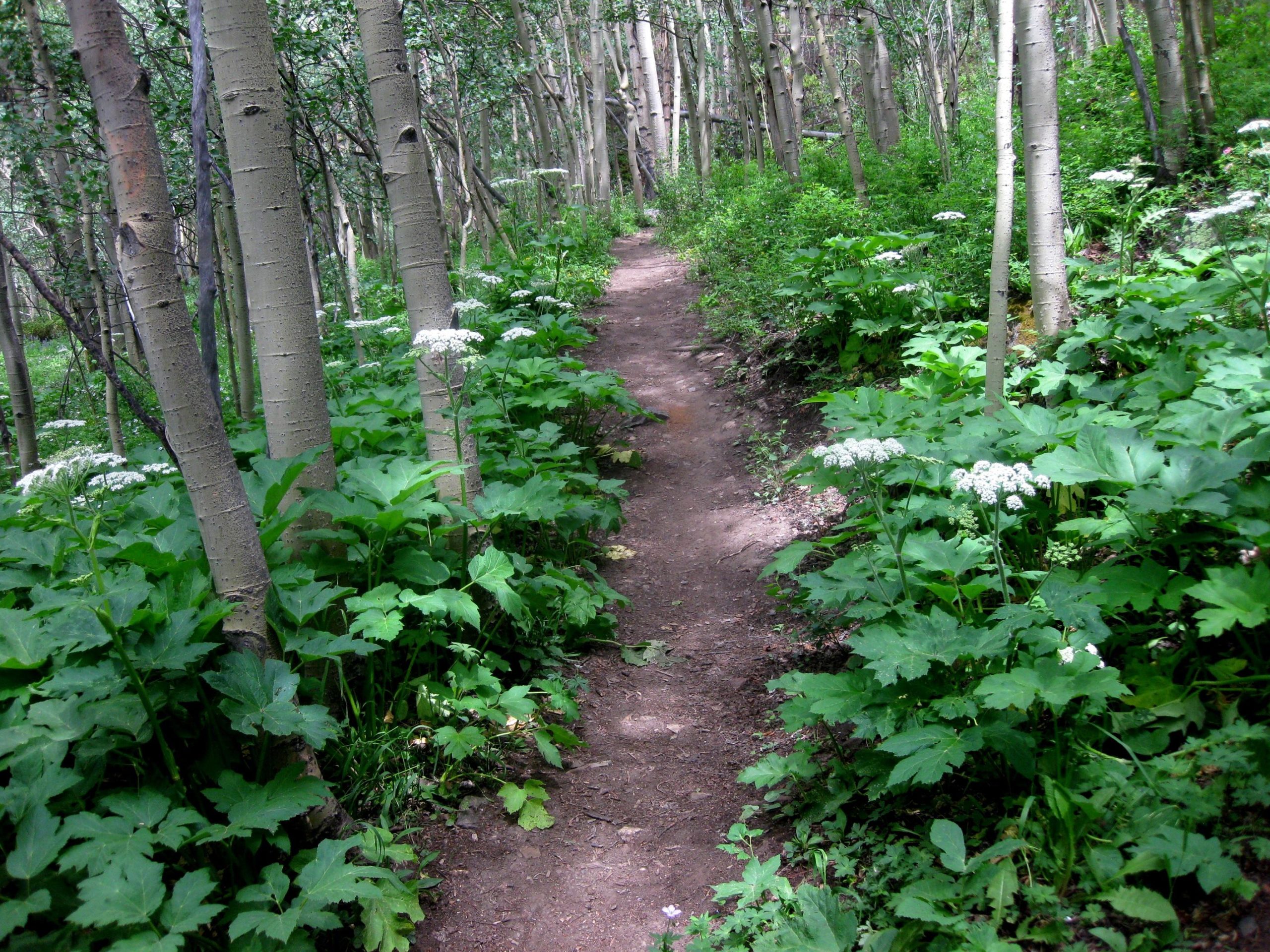 A narrow dirt trail winding through a lush green forest, lined with tall trees and dense foliage. White wildflowers bloom alongside the path, adding a touch of color to the vibrant greenery, while sunlight filters through the leaves, creating a serene and peaceful atmosphere. Betty