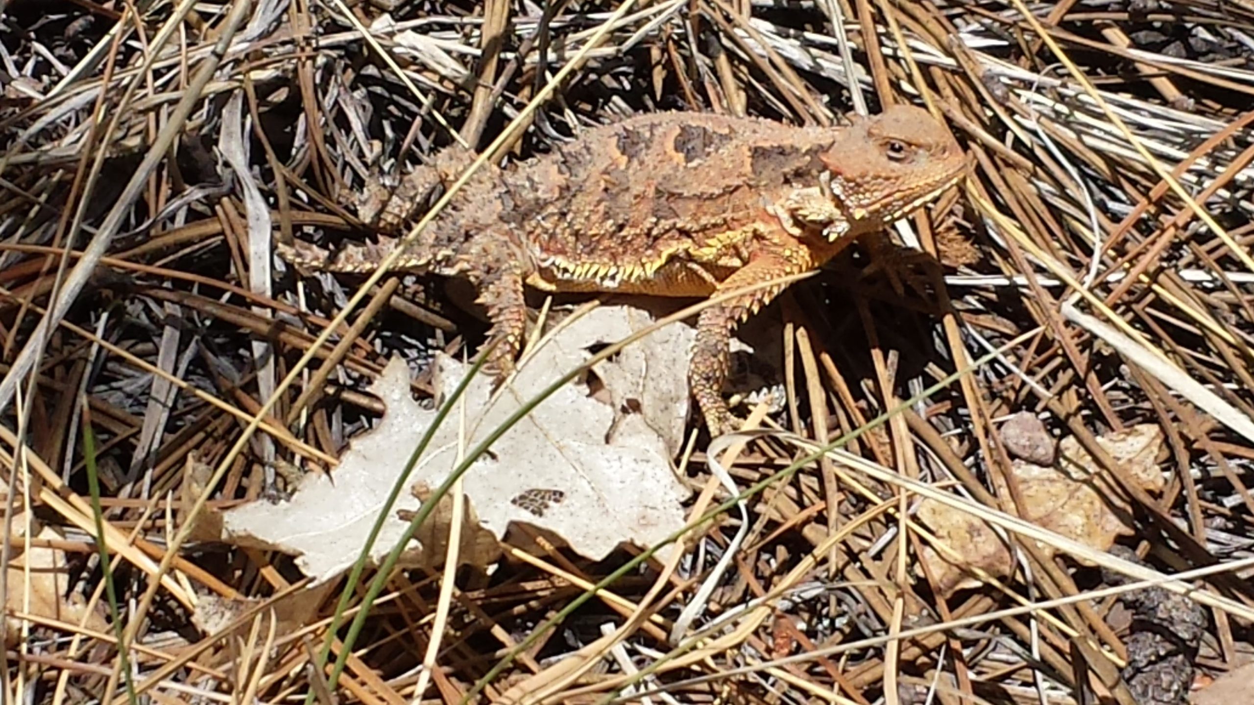 A small, spiny lizard blending into the forest floor, surrounded by dried pine needles and leaves. The lizard has a textured, brown and orange body with yellow accents, and it is partially covered by a leaf. Hilso Mountain Bike Trail mountain bike trail.