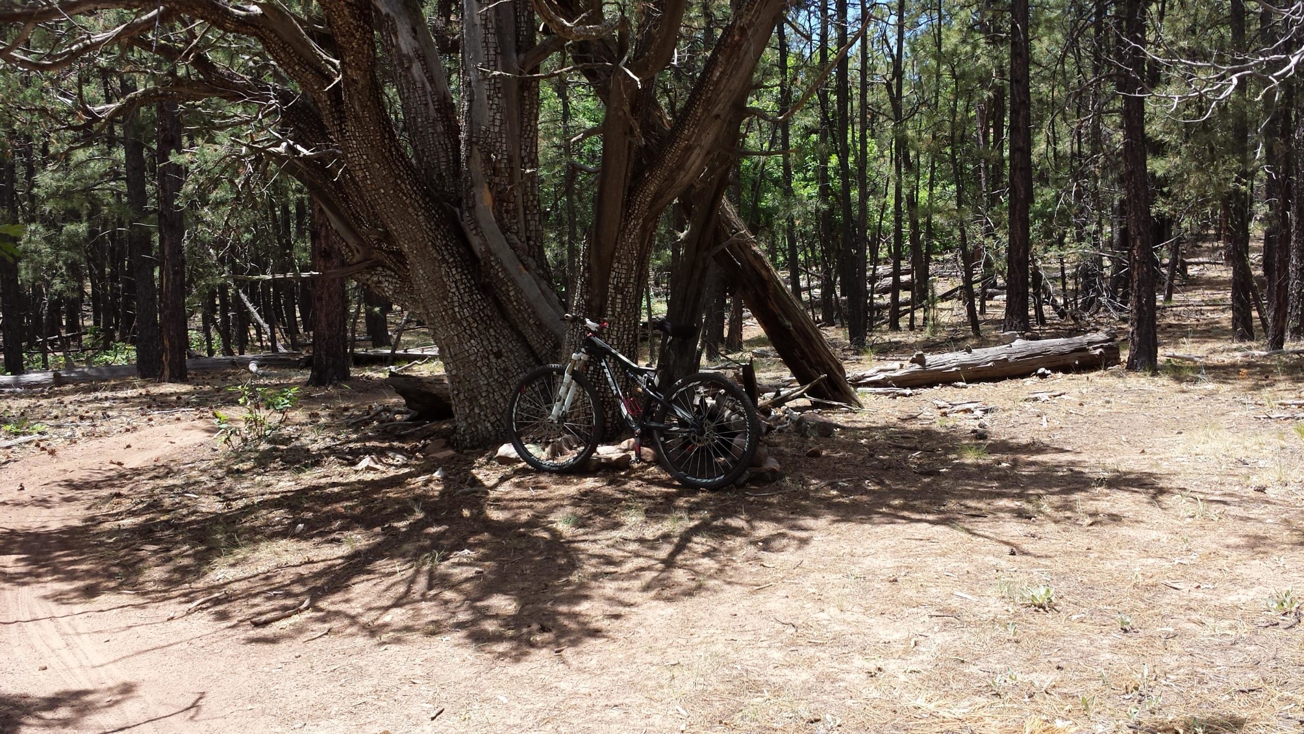 A mountain bike is leaning against a large tree in a forested area. Sunlight filters through the trees, casting shadows on the ground covered in pine needles and dirt. Surrounding the bike are tall trees with varying shades of green foliage, creating a serene outdoor atmosphere. Hilso Mountain Bike Trail mountain bike trail.