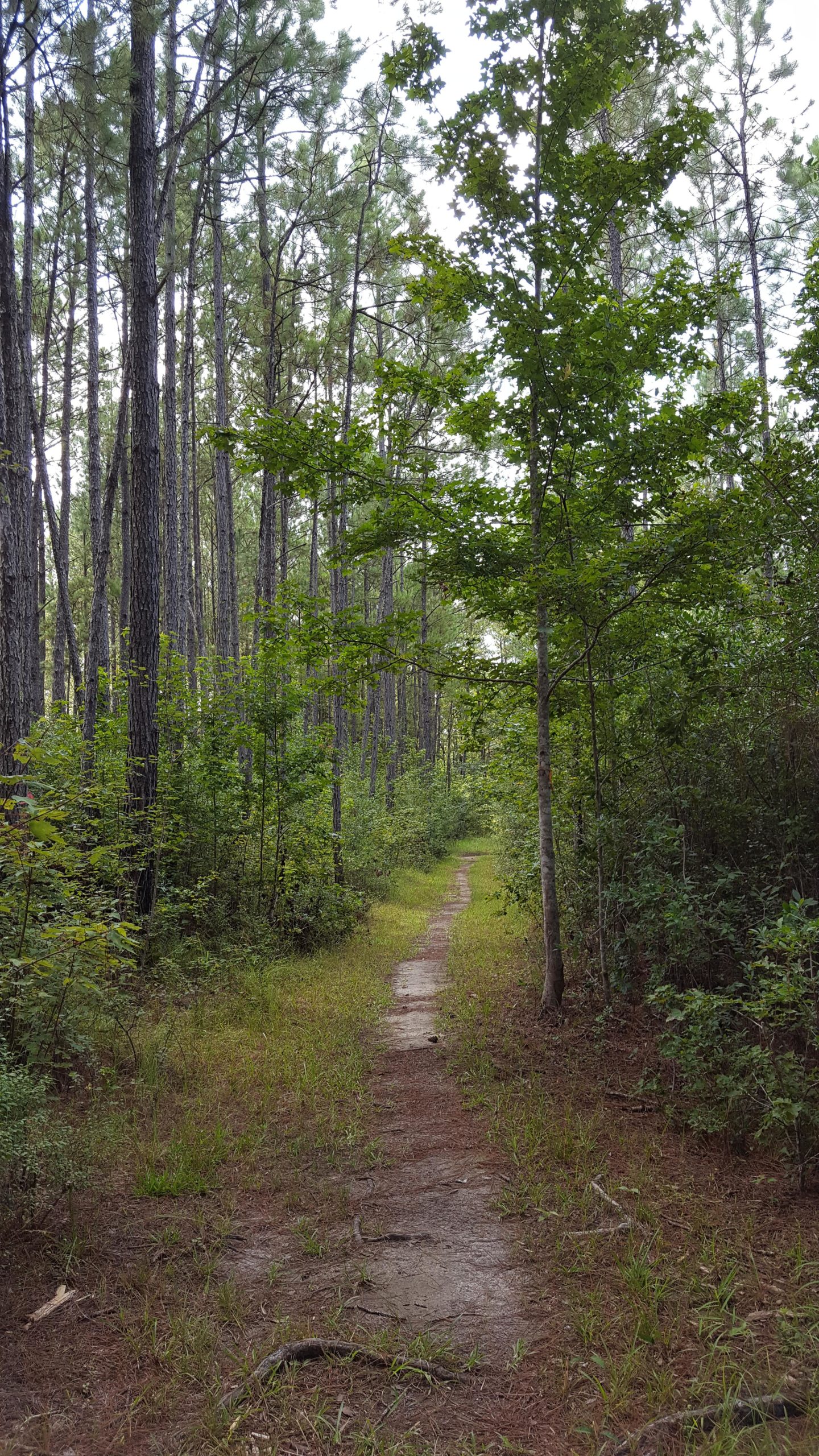 A narrow, winding dirt path through a lush forest, flanked by tall pine trees and dense green foliage. The path is surrounded by patches of grass and scattered pine needles, with sunlight filtering through the tree canopy above. Bethel Bike Trails mountain bike trail.