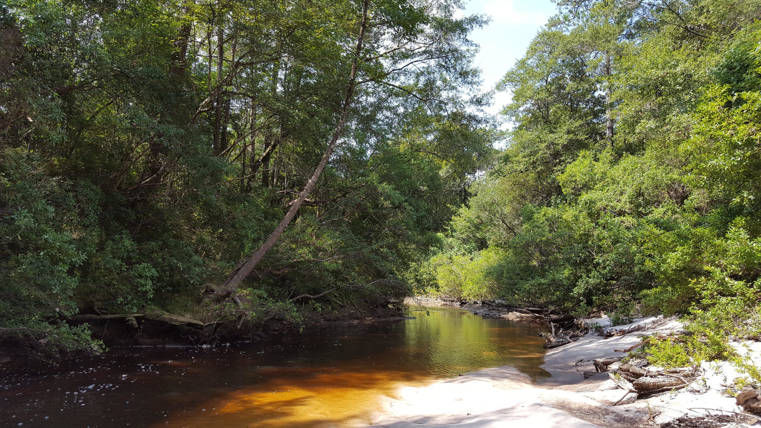 A serene view of a river surrounded by lush greenery, with sunlight filtering through the trees. The water has a brownish tint, and there is soft sandy soil along the riverbank, dotted with fallen branches and vegetation. The scene conveys a sense of tranquility and natural beauty. Bethel Bike Trails mountain bike trail.