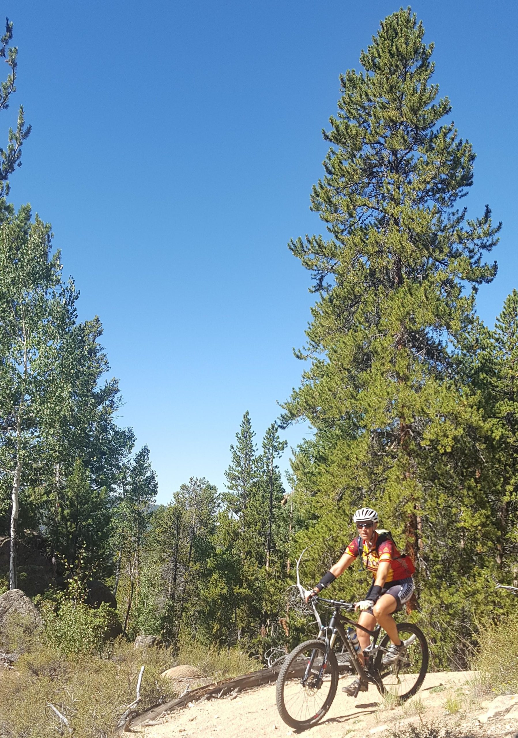 A person riding a mountain bike on a dirt trail surrounded by tall green trees under a clear blue sky. Doctor Park mountain bike trail.