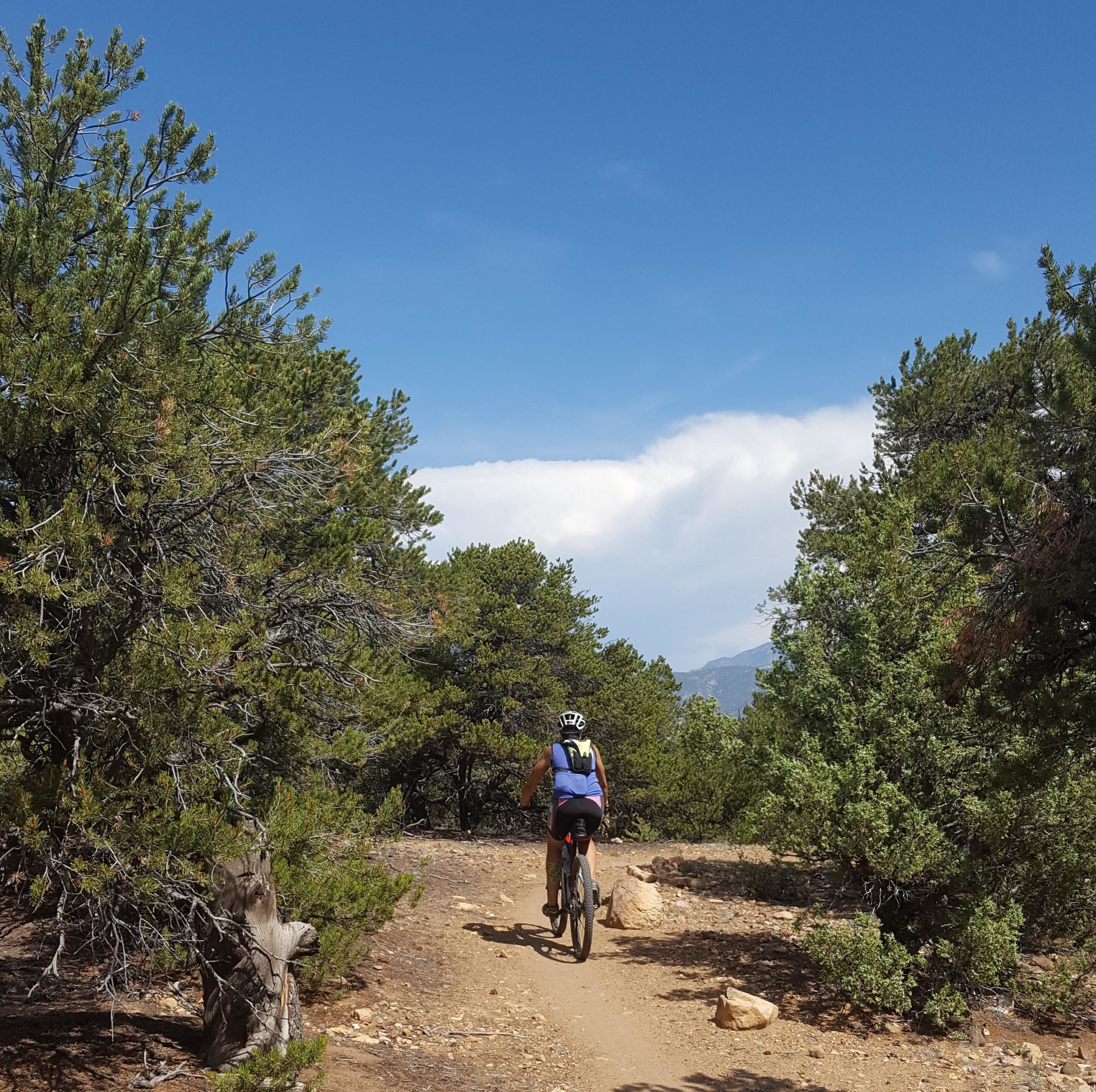 A person riding a mountain bike on a dirt trail surrounded by lush greenery and trees under a clear blue sky, with distant mountains visible in the background. Methodist Mountain mountain bike trail.
