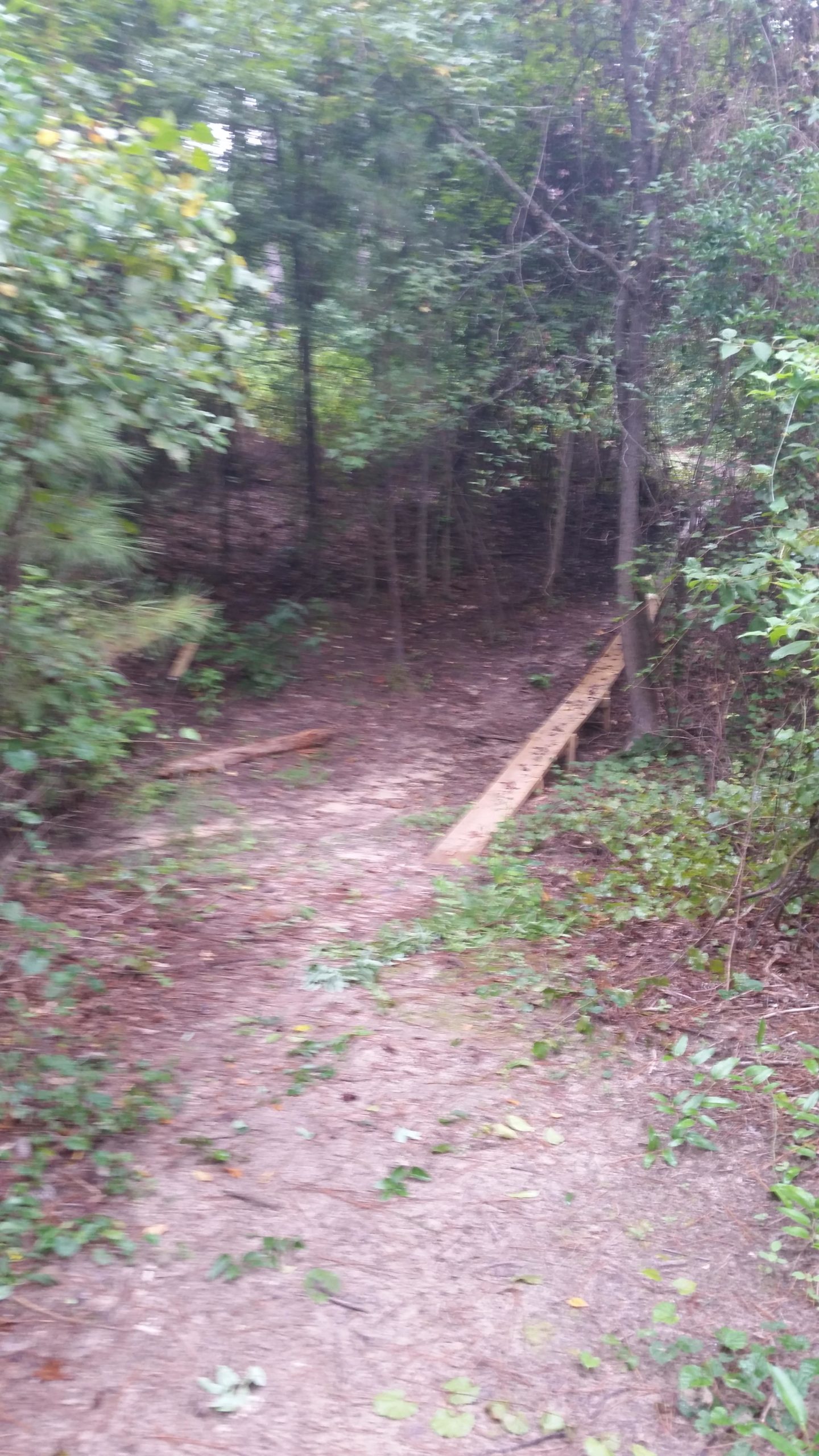 A narrow dirt path winding through a dense forest, surrounded by greenery and trees. A wooden board bridge crosses a small area of ground, leading deeper into the woods. The scene appears slightly blurred, creating a soft, natural atmosphere. Bringle Lake Mountain Bike Trail System mountain bike trail.