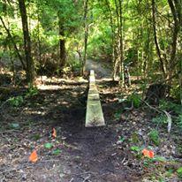 A narrow wooden bridge spanning a small gap in a forested area, surrounded by trees and undergrowth. Bright orange flags are placed on either side of the path leading to the bridge, indicating a trail or pathway. Bringle Lake Mountain Bike Trail System mountain bike trail.