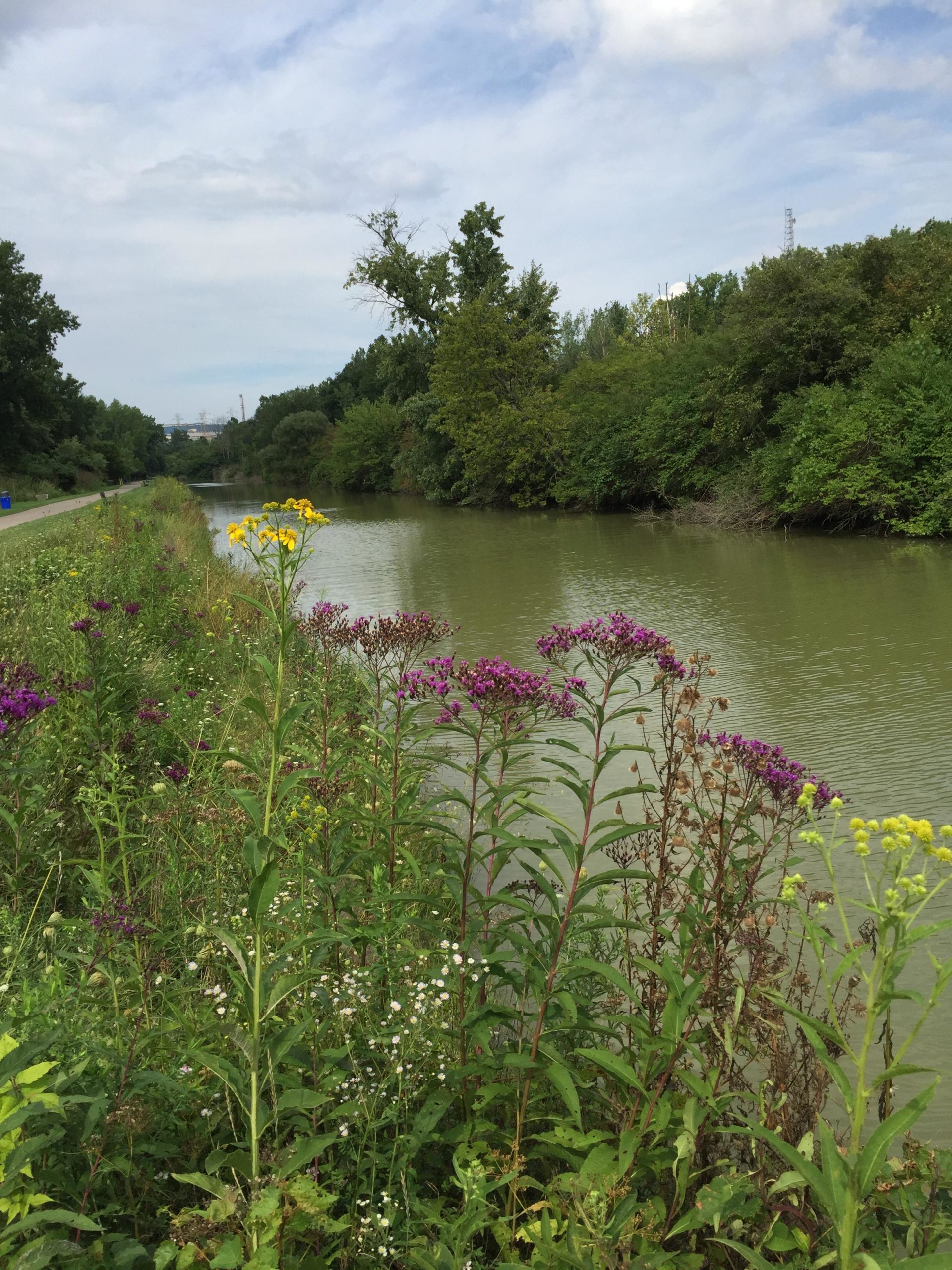 A serene view of a calm river bordered by lush greenery and wildflowers. In the foreground, clusters of purple and yellow flowers frame the waterway, while trees line the opposite bank under a partly cloudy sky. A pathway runs alongside the river, inviting outdoor activities. Ohio And Erie Canal mountain bike trail.