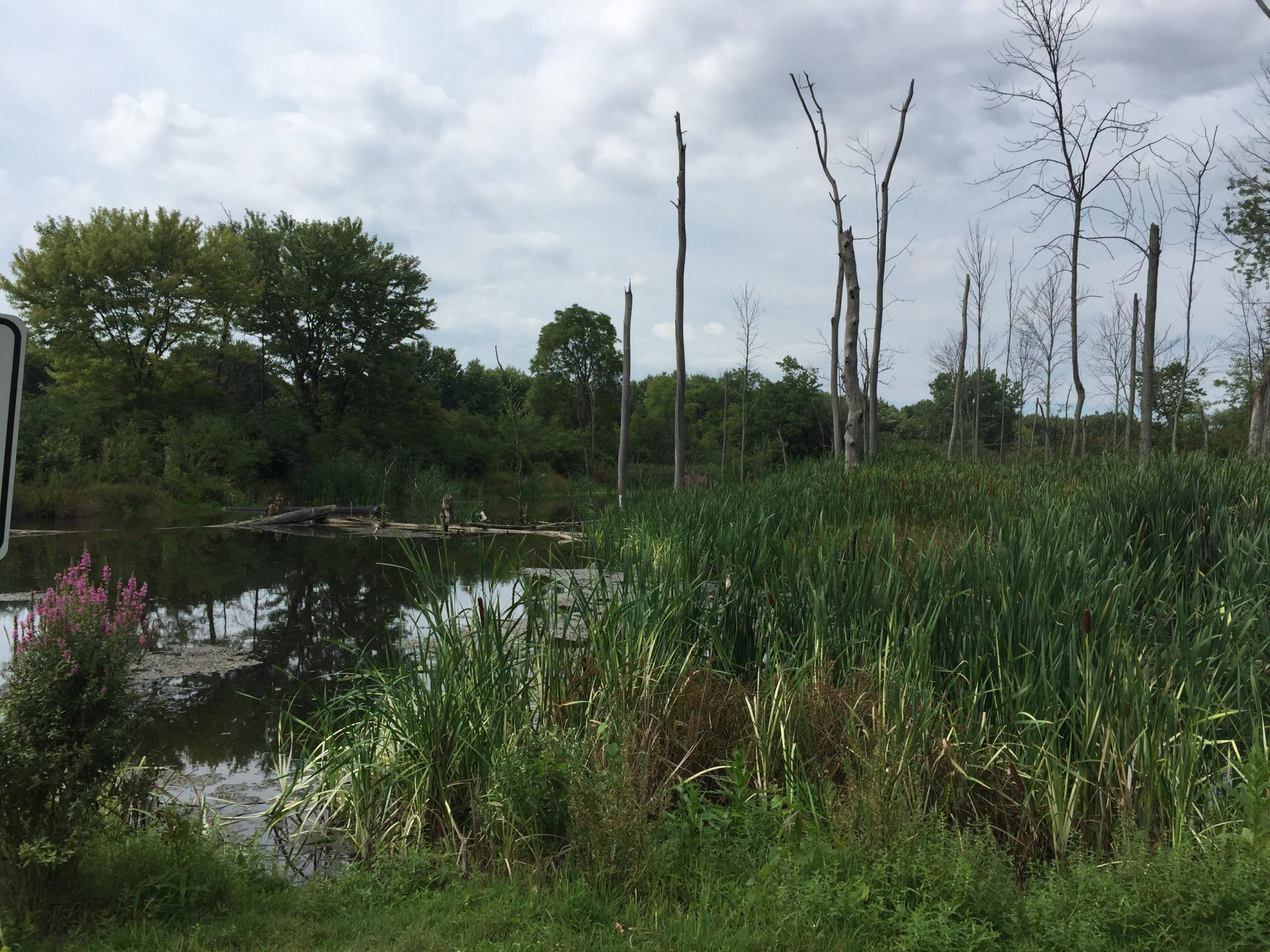 A tranquil landscape featuring a calm pond surrounded by lush vegetation. In the foreground, tall grasses and pink flowering plants are visible, while several dead trees stand in the background. The sky is partly cloudy, adding a serene atmosphere to the scene. Ohio And Erie Canal mountain bike trail.