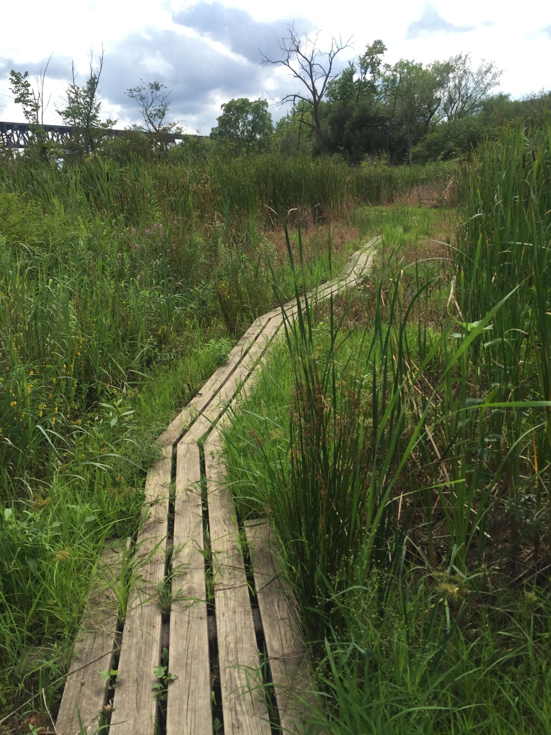 A winding wooden boardwalk through lush, tall grass and wetland vegetation under a partly cloudy sky. Ohio And Erie Canal mountain bike trail.