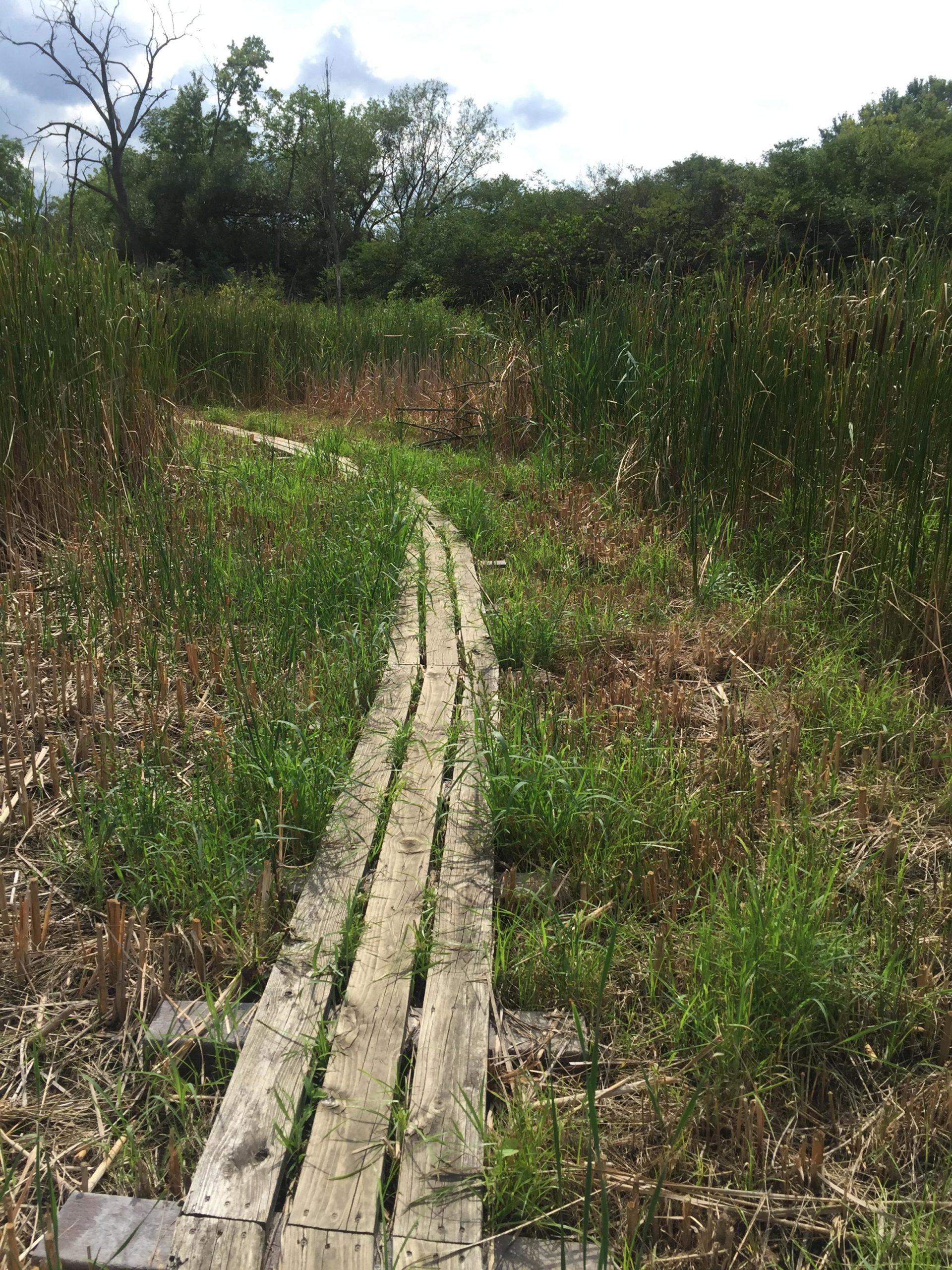 A wooden pathway winding through a lush wetland, surrounded by tall grasses and reeds under a partly cloudy sky. Ohio And Erie Canal mountain bike trail.