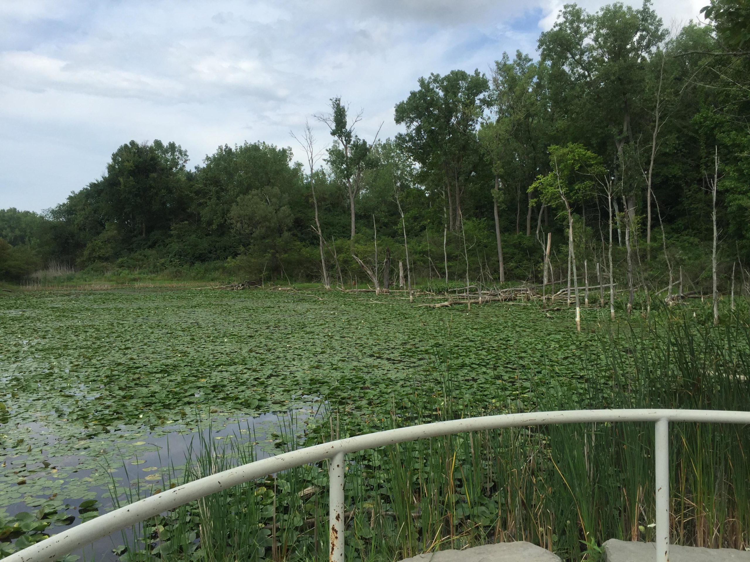 A serene view of a calm pond covered with lily pads, surrounded by lush green trees and shrubs. The background features a mix of healthy vegetation and some bare trees, under a cloudy sky. A white railing is visible in the foreground, adding depth to the landscape scene. Ohio And Erie Canal mountain bike trail.