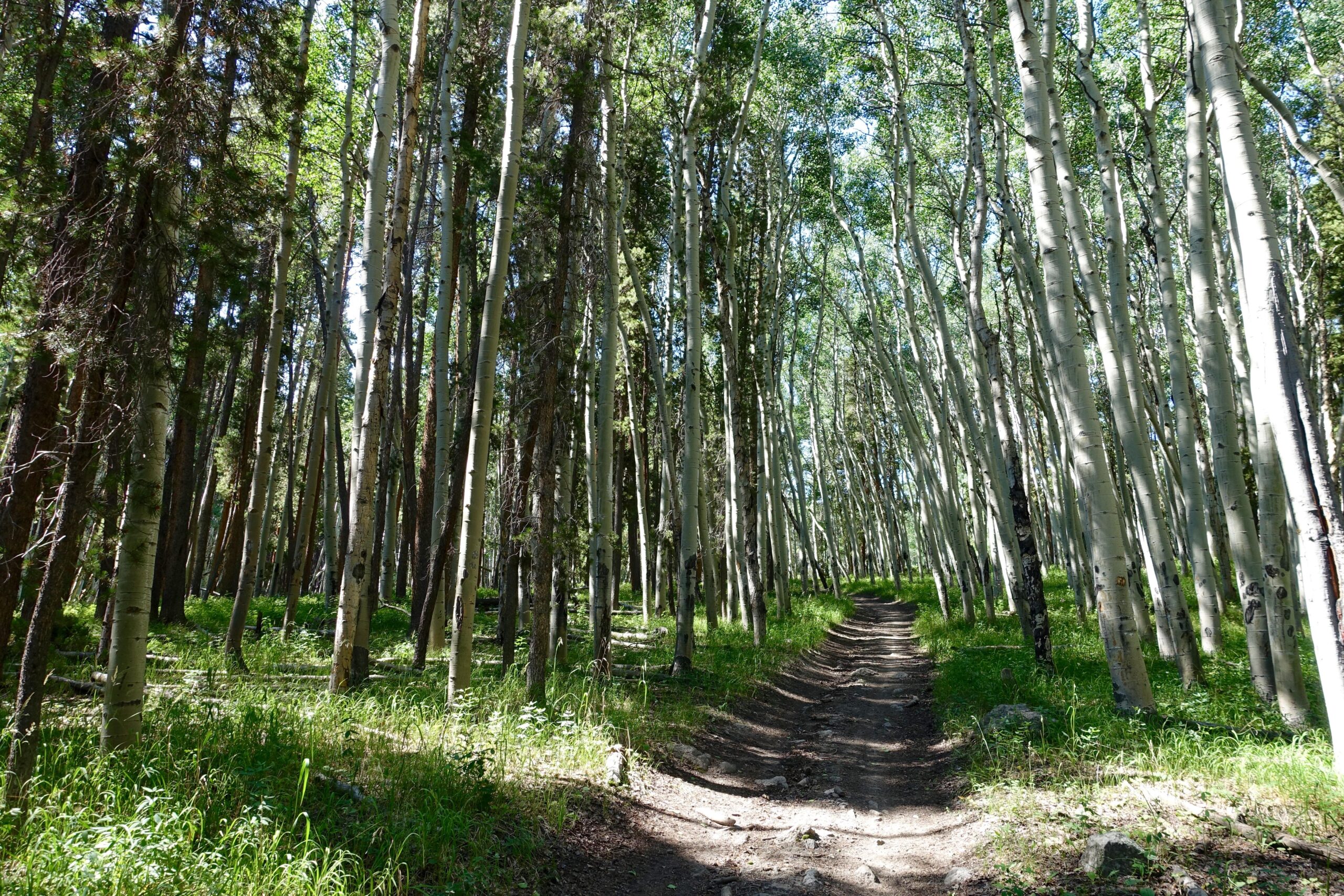 A sunlit forest path winding through tall, slender trees with smooth white bark and lush green undergrowth. Natural light filters through the leaves, creating a serene and inviting atmosphere. Trail #625 mountain bike trail.