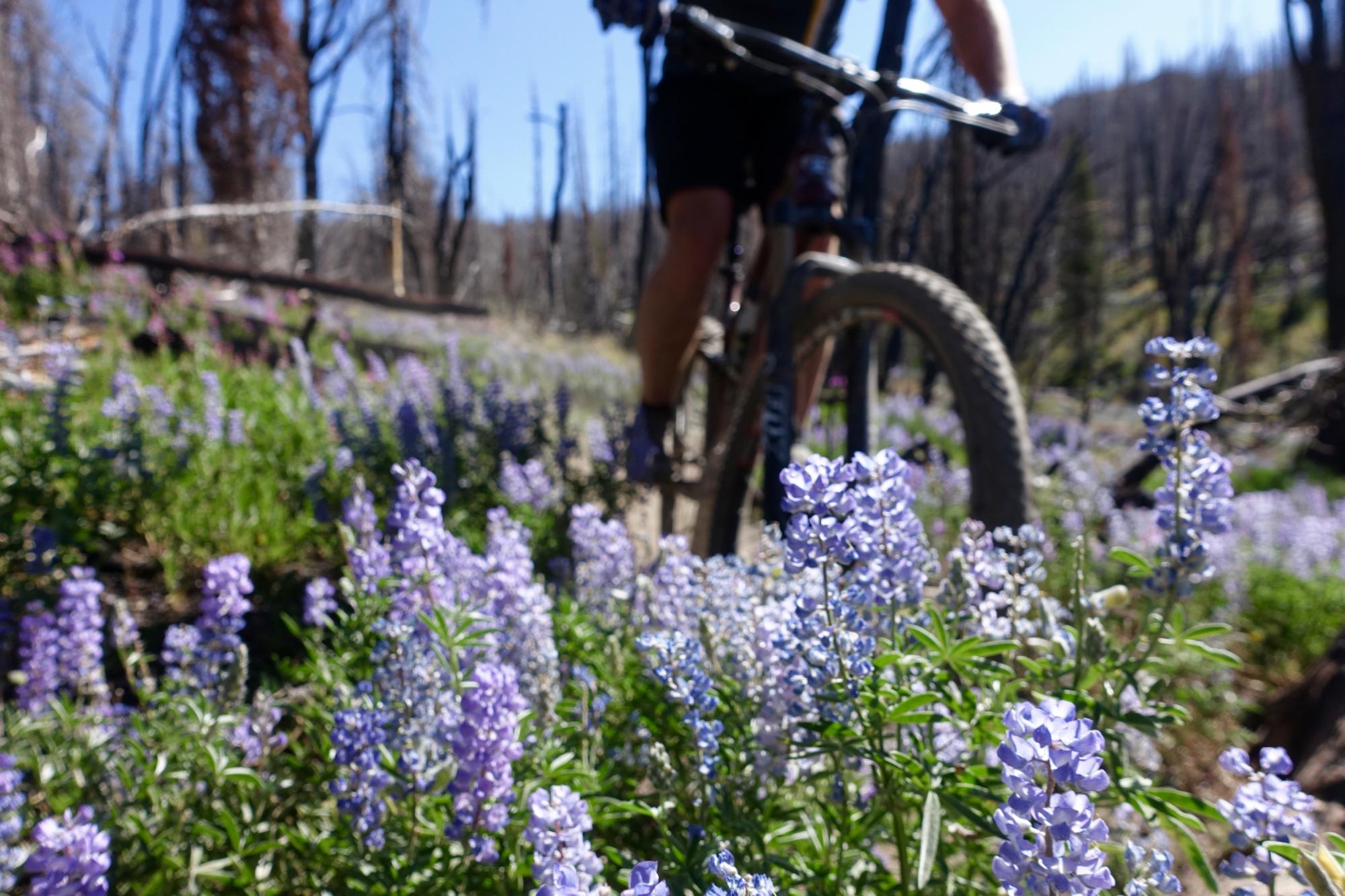 A close-up view of vibrant purple wildflowers in a forest with a mountain biker passing through the scene. The background features charred tree trunks, suggesting a recent fire, while the clear blue sky adds to the contrast of the lush greenery and flowers. Osberg's Ridgeline Trail mountain bike trail.