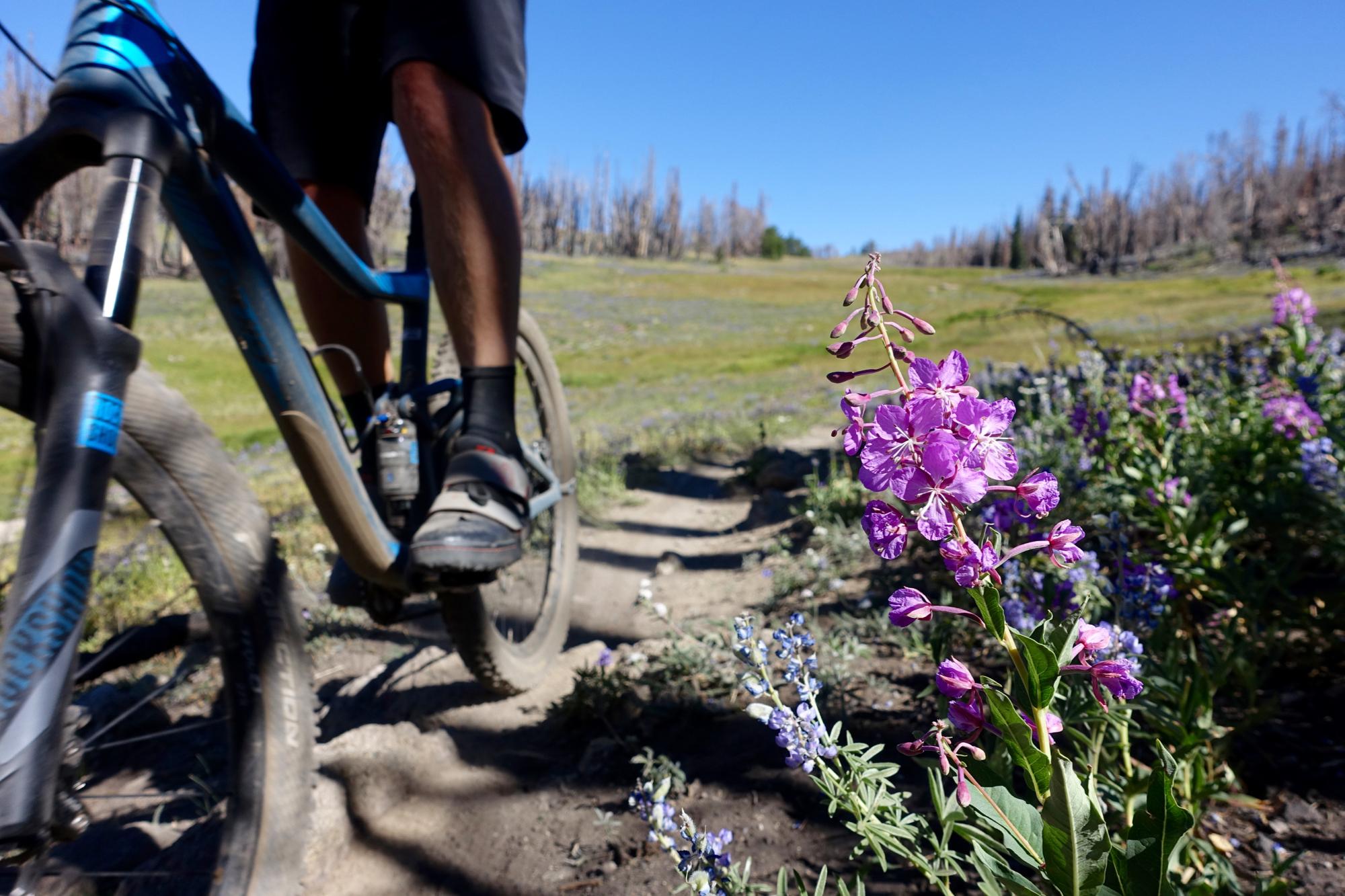 A mountain biker rides along a dirt path surrounded by wildflowers, including vibrant purple blooms. The background features a clear blue sky and a landscape with sparse trees, hinting at a natural environment recovering from past disturbances. The biker's legs and bicycle frame are prominently visible in the foreground. Osberg's Ridgeline Trail mountain bike trail.