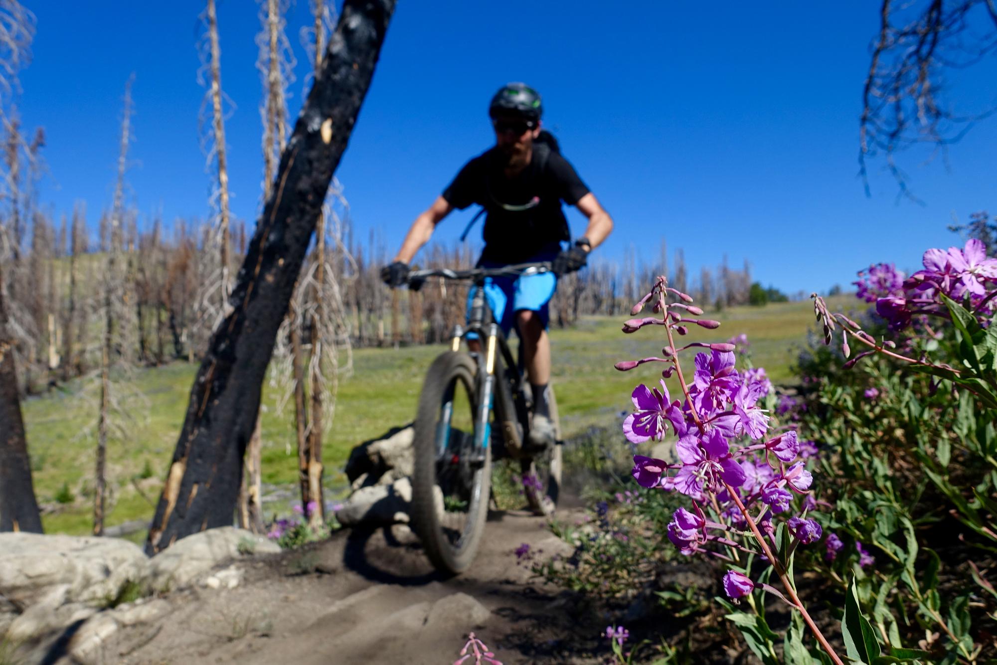 A mountain biker rides along a dirt trail surrounded by vibrant purple wildflowers, with charred trees in the background under a clear blue sky. The scene captures the contrasting elements of nature's beauty and resilience following a wildfire. Osberg's Ridgeline Trail mountain bike trail.