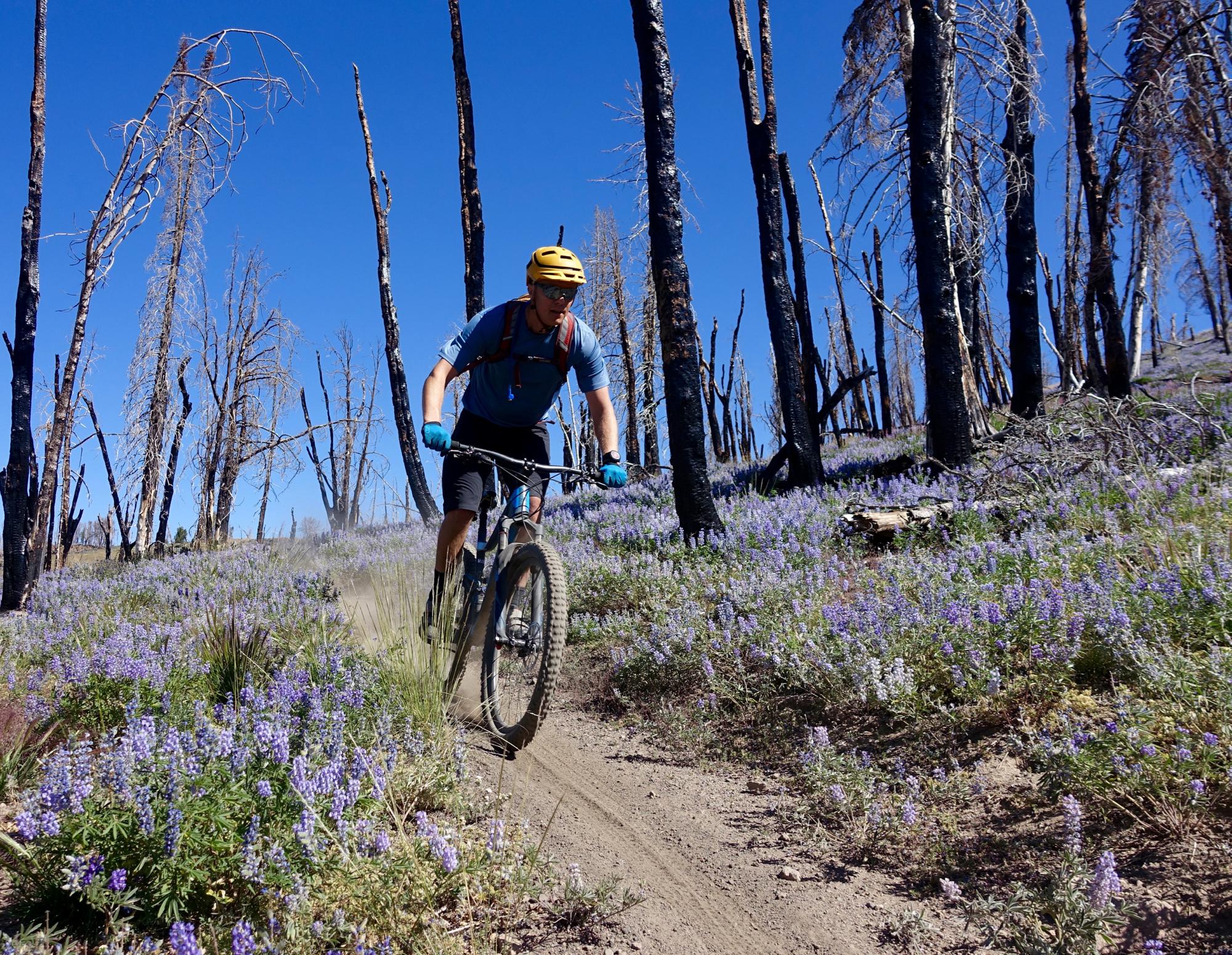 A cyclist in a blue shirt and yellow helmet rides a mountain bike along a dirt trail surrounded by purple wildflowers and charred tree stumps against a clear blue sky. Osberg's Ridgeline Trail mountain bike trail.