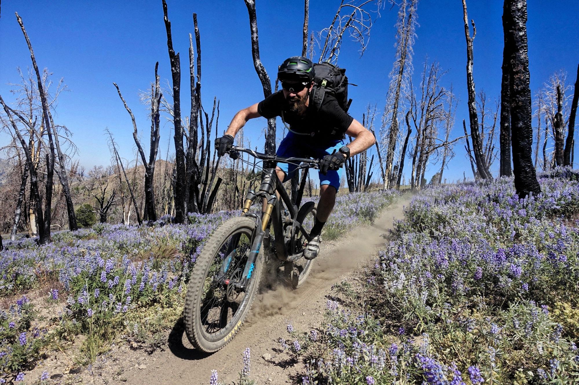 A mountain biker riding on a dusty trail surrounded by purple wildflowers and blackened tree stumps against a clear blue sky. The cyclist is wearing a helmet and backpack, leaning forward as dirt flies from the bike's tires. Osberg's Ridgeline Trail mountain bike trail.