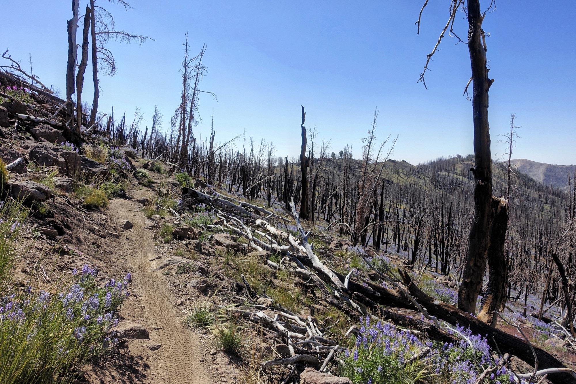 A hiking trail meanders through a landscape marked by the aftermath of a forest fire, featuring charred tree stumps and fallen branches. In the foreground, patches of purple wildflowers and green grasses contrast with the burnt trees under a clear blue sky. Osberg's Ridgeline Trail mountain bike trail.