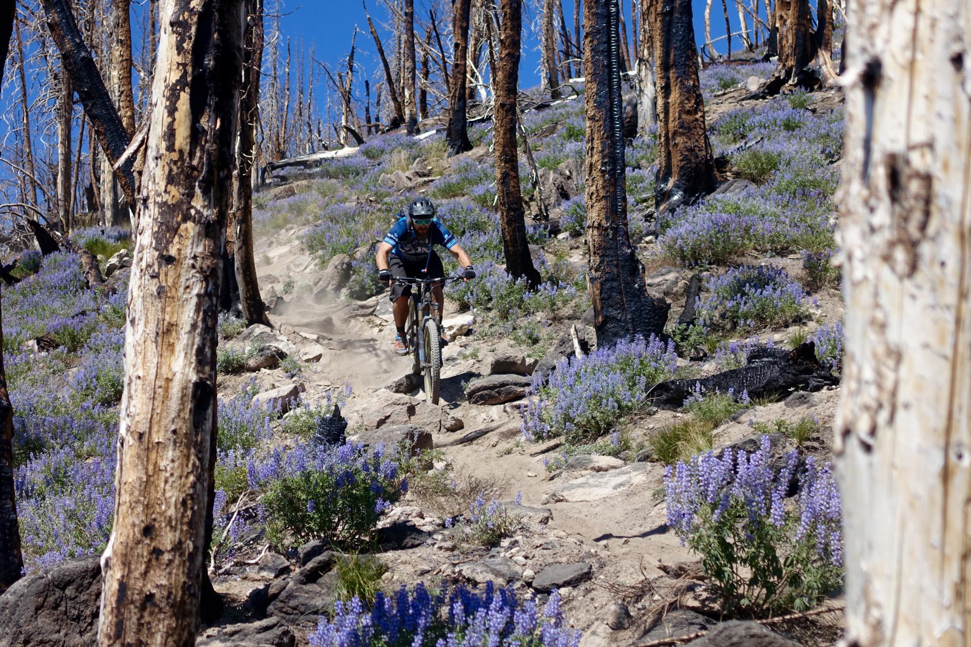 A mountain biker descends a rocky trail surrounded by purple wildflowers and charred tree stumps in a sunny outdoor setting. Dust rises from the ground as the cyclist navigates the uneven terrain. Osberg's Ridgeline Trail mountain bike trail.