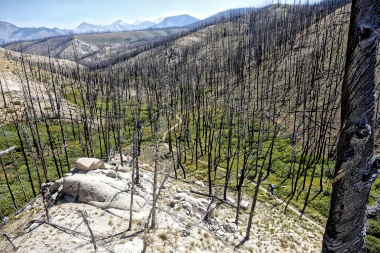 A scenic view of a mountainous landscape featuring a post-wildfire area. The foreground shows a rocky outcrop with some vegetation, while the background is filled with tall, blackened tree trunks standing amidst green patches of regrowth. In the distance, faint mountain peaks are visible under a clear sky, suggesting a recovering natural environment. A small trail winds through the area, indicating access for outdoor activities.