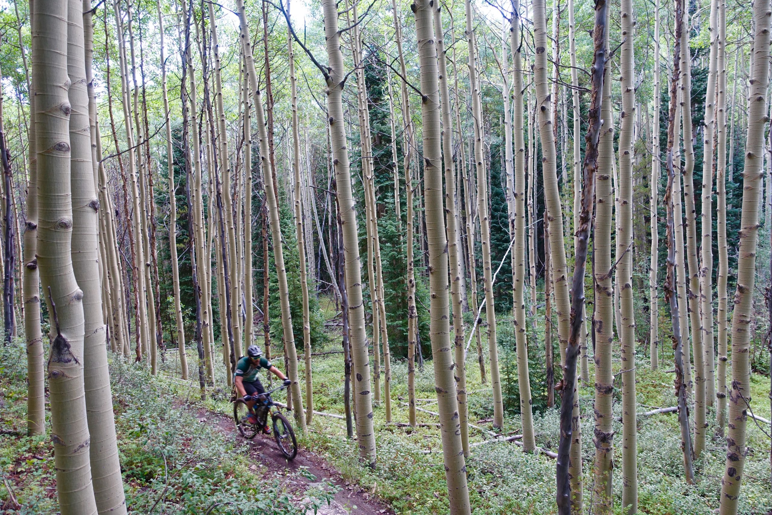 A mountain biker rides through a dense aspen forest, surrounded by tall, slender trees with light-colored bark and lush green underbrush. Green's Creek mountain bike trail.