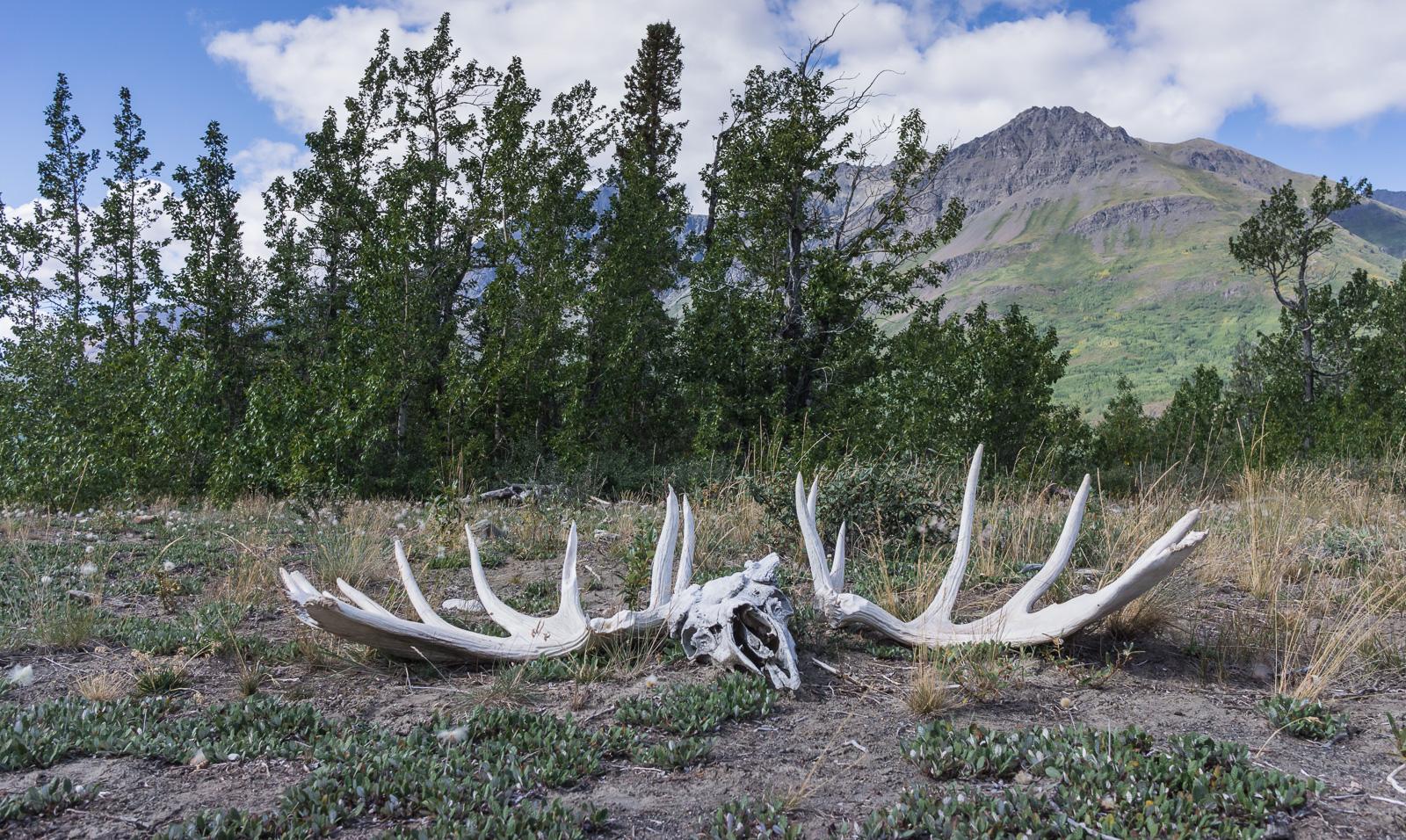 A large, weathered moose antler shed lies on the ground, surrounded by low vegetation and scattered grasses. In the background, a range of green hills and mountains rises under a partly cloudy sky, framed by a cluster of trees on either side of the antler. Cottonwood Trail mountain bike trail.