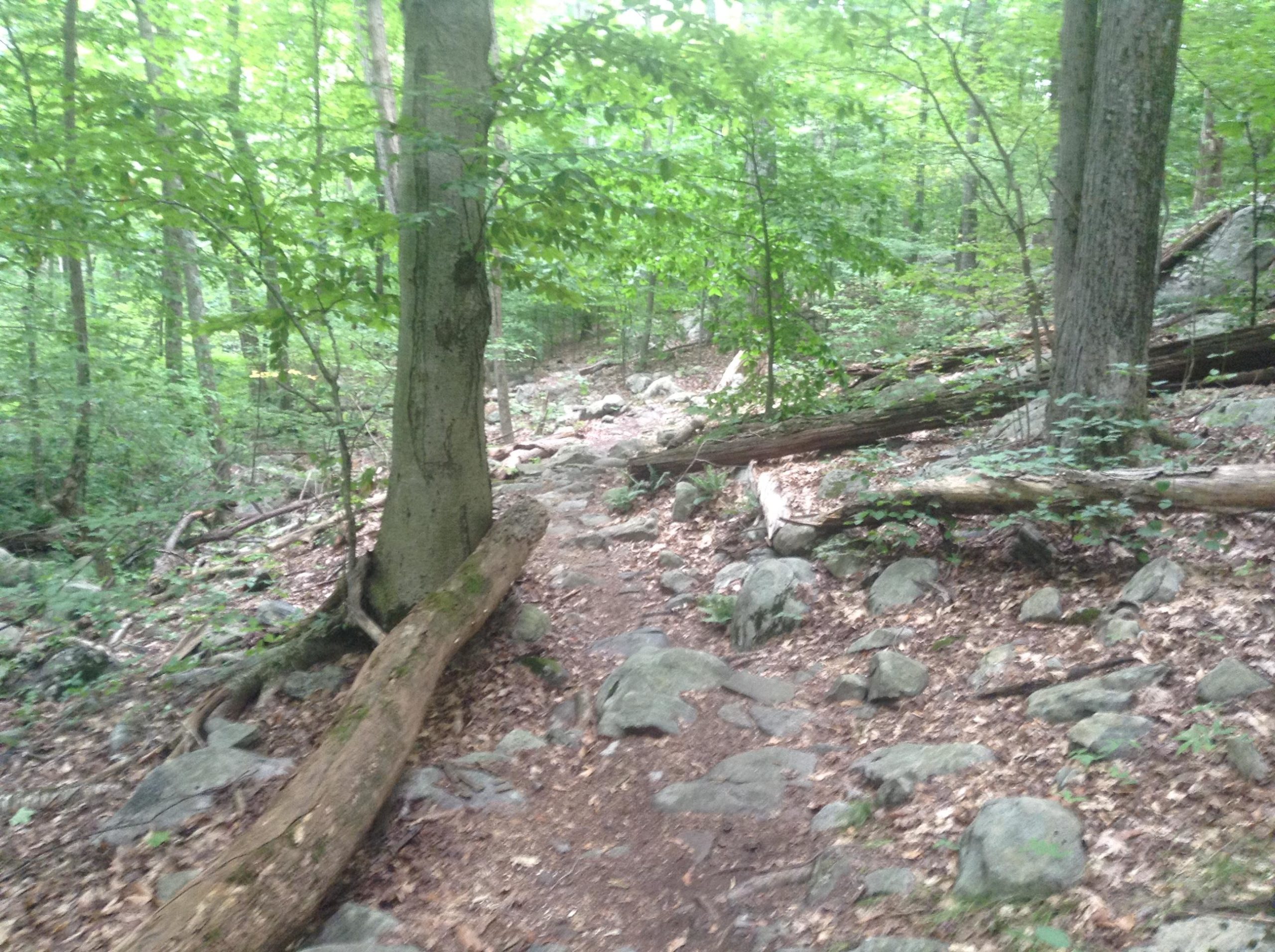 A wooded hiking trail winding through a green forest, with large trees, rocks, and fallen branches lining the path. Sunlight filters through the foliage, creating a serene and natural atmosphere. Ringwood Skylands Manor mountain bike trail.