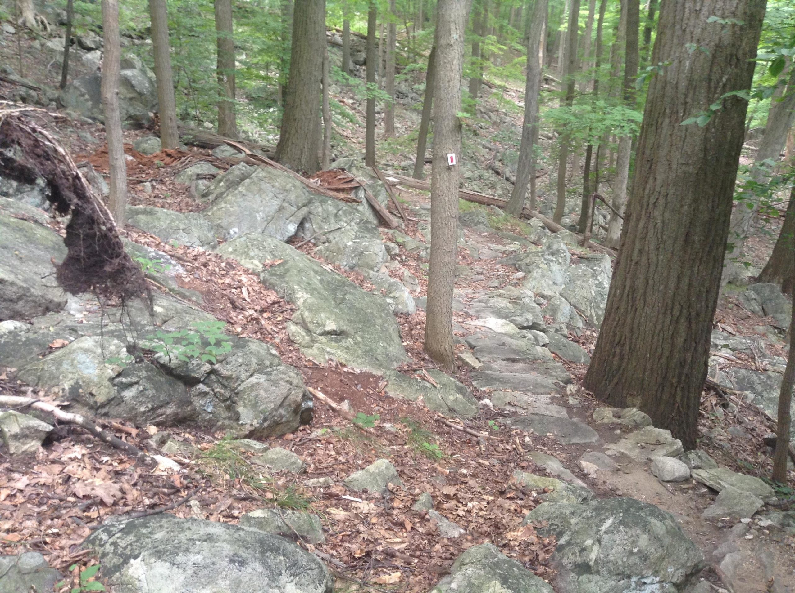 A winding trail through a wooded area, featuring rocky terrain and dense green foliage. Tall trees surround the path, with some exposed roots and scattered leaves on the ground. A trail marker is visible on a tree to the right. Ringwood Skylands Manor mountain bike trail.