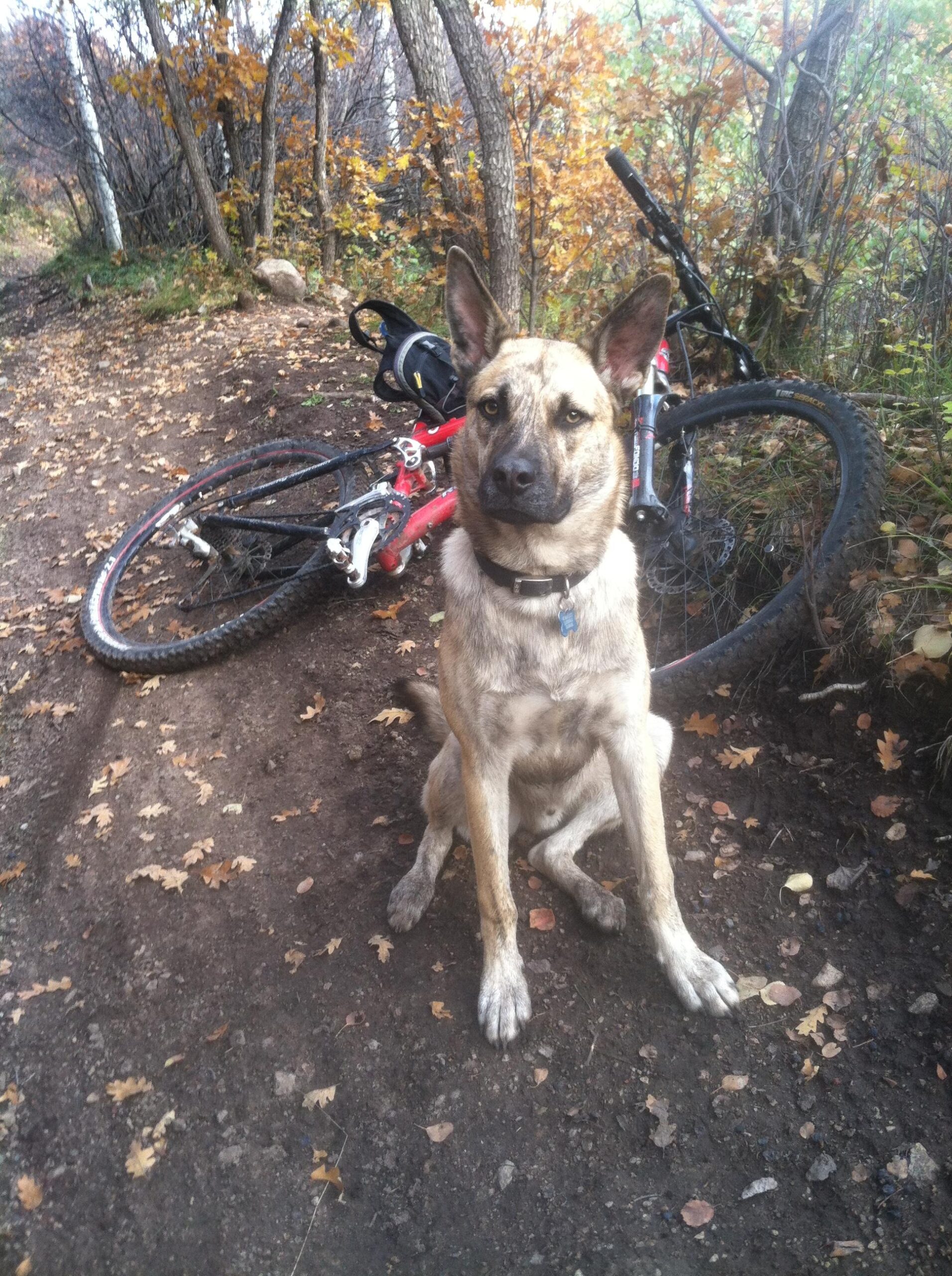 Rocky Mountain Element: A medium-sized dog with a brindle coat sits on a dirt trail, displaying attentive expression. A mountain bike rests beside it, partially obscured by fallen leaves and surrounded by trees with autumn foliage in the background.
