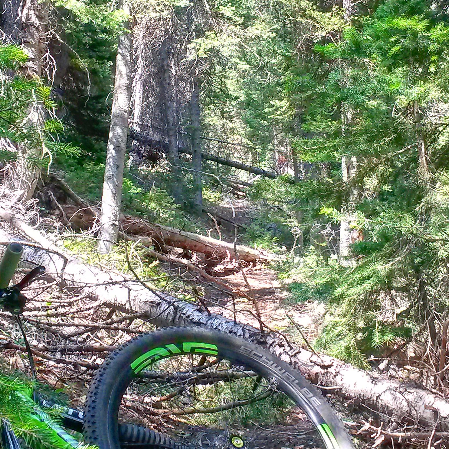 A narrow trail through a dense forest, lined with tall trees and scattered fallen branches. The foreground features part of a mountain bike, with a vibrant green wheel partially visible, suggesting an outdoor recreational setting. Rock Creek mountain bike trail.