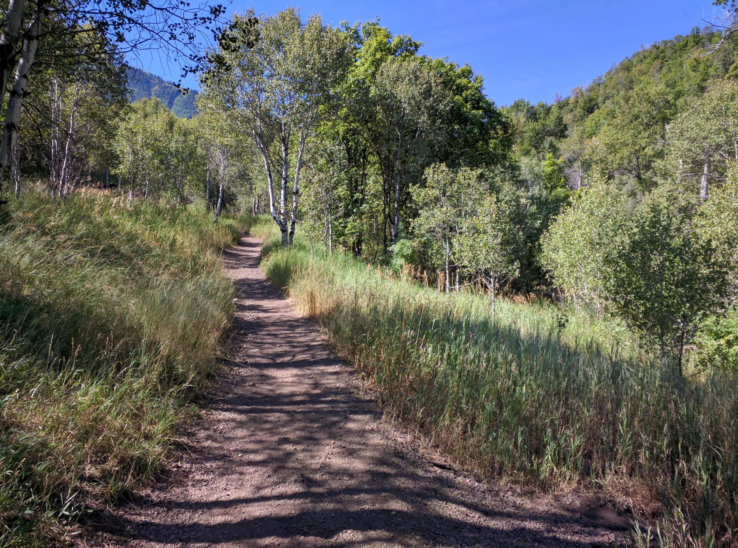 A serene dirt path meanders through a lush green landscape, flanked by tall grasses and trees under a clear blue sky. The trail invites exploration, surrounded by vibrant foliage and the gentle ambiance of nature. Big Springs mountain bike trail.