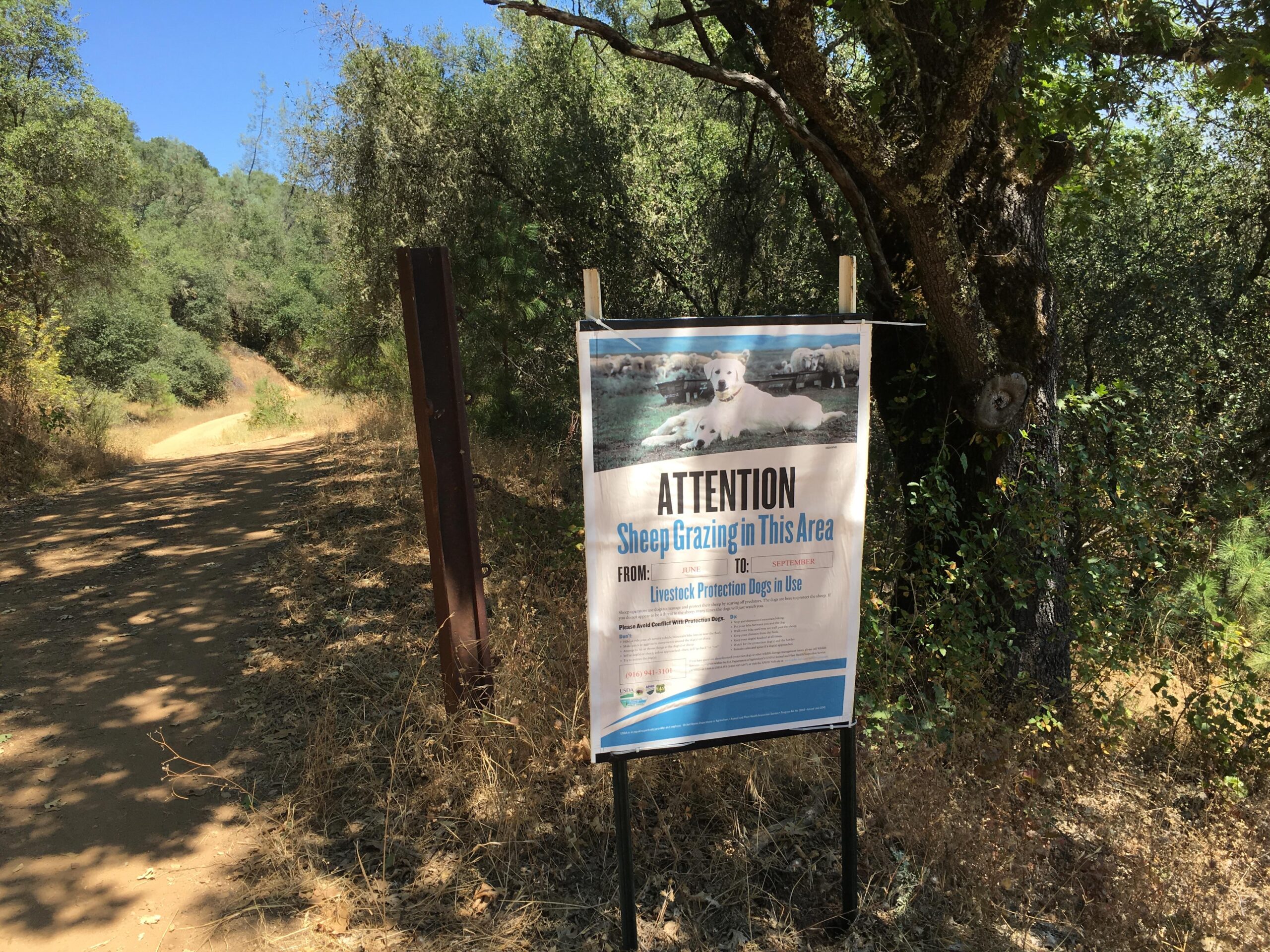 A sign on a grassy trail indicating "Attention: Sheep Grazing in This Area" with information about livestock protection dogs in use. The background features a dirt path winding through a forested area with trees and shrubs. Skunk Hollow/ S Fork American River Trail mountain bike trail.