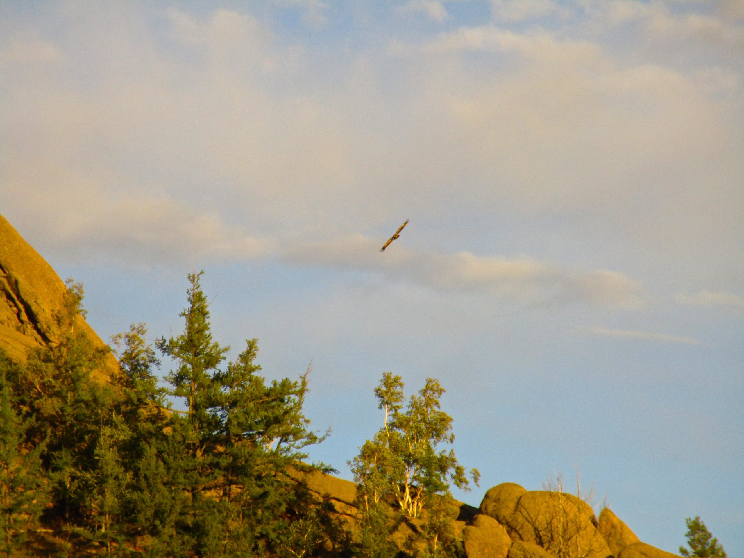 A bird soaring above a rocky landscape, with blue sky and scattered clouds in the background. Tall trees are visible on the hillside. Camel Run mountain bike trail.
