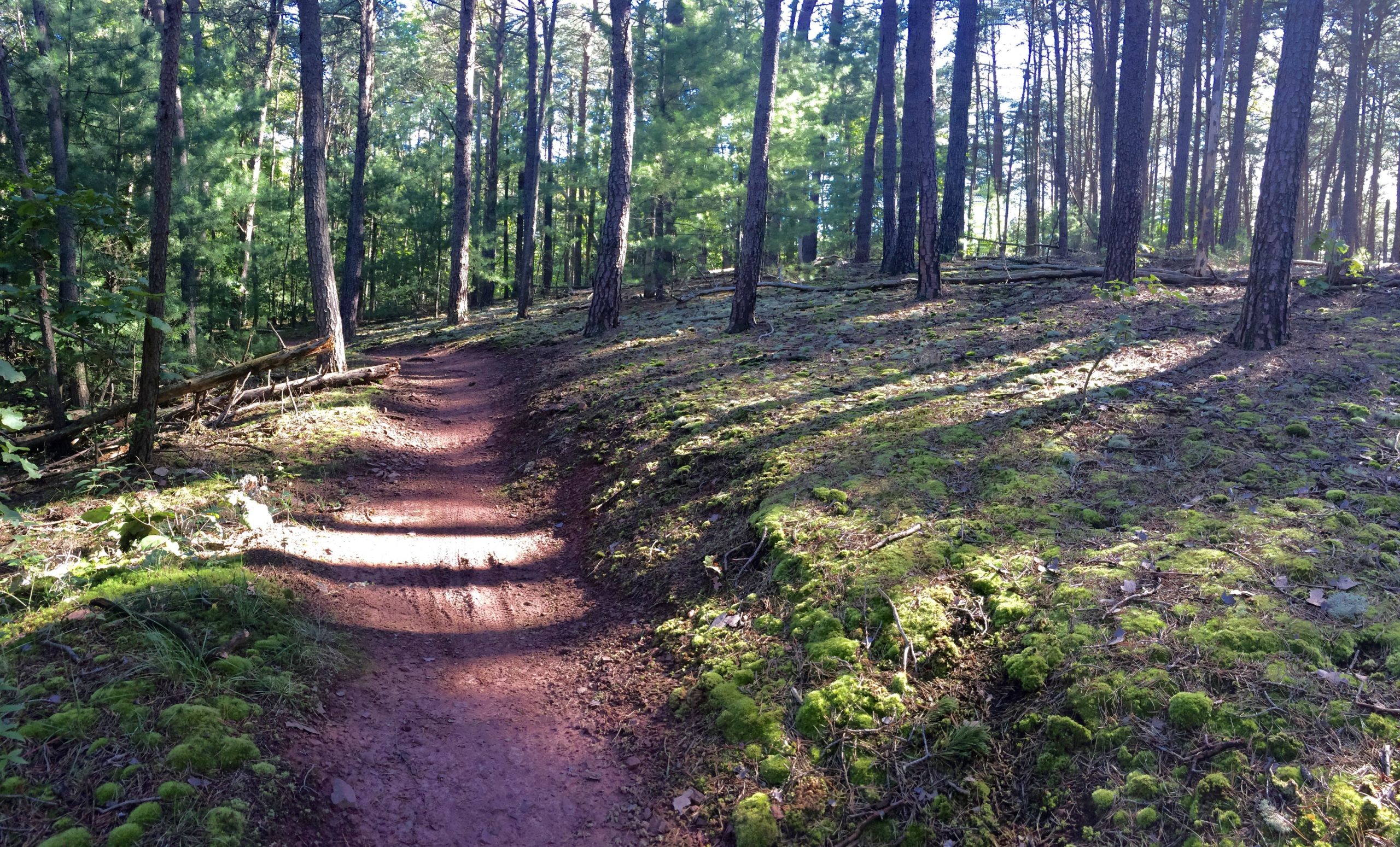 A winding dirt trail through a lush forest, surrounded by tall trees and patches of green moss. Sunlight filters through the leaves, creating a dappled effect on the ground. The scene conveys a peaceful and natural atmosphere, inviting exploration and connection with nature. Allegrippis Trails mountain bike trail.