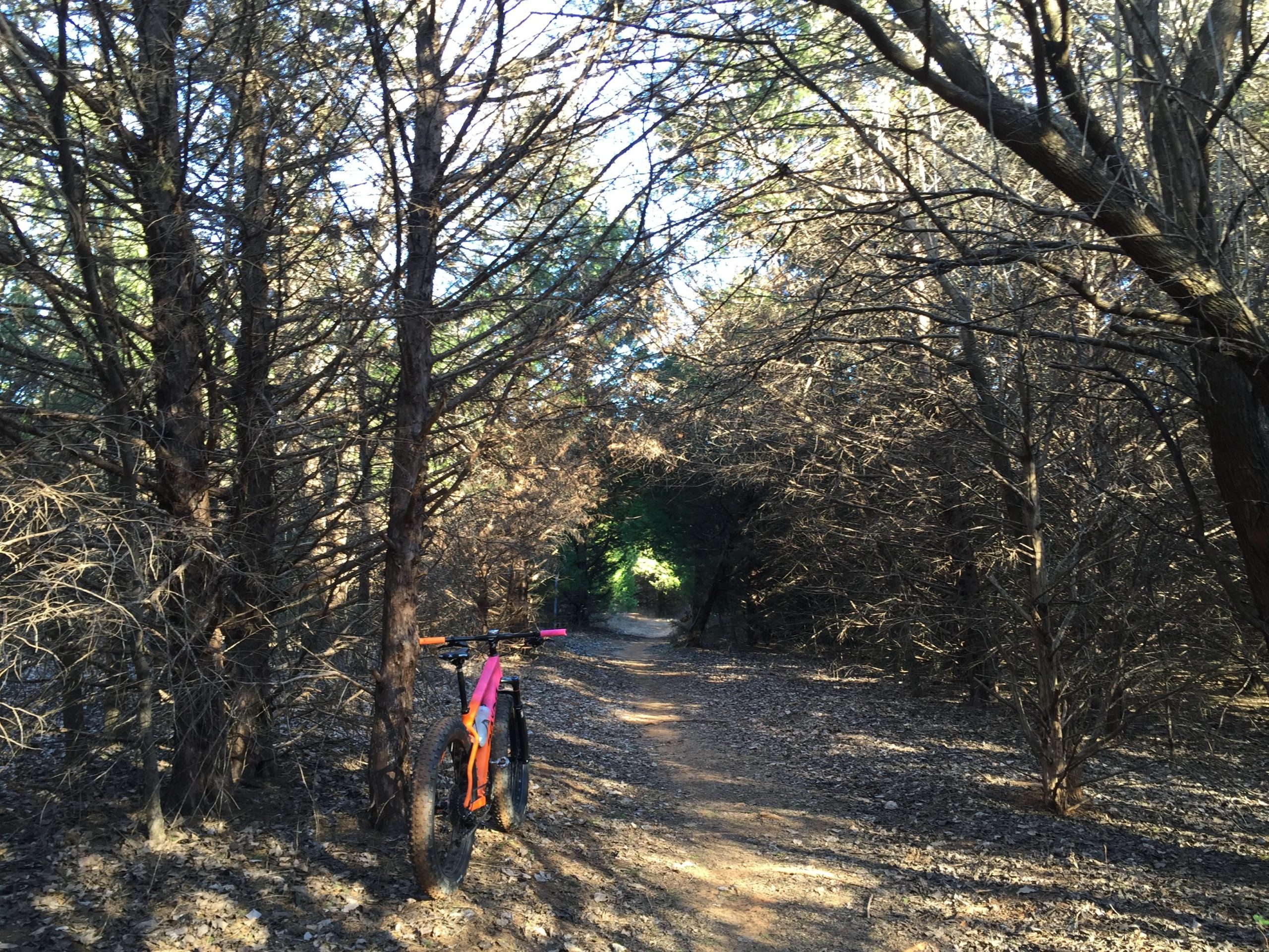 A mountain bike is parked against a tree on a dirt path surrounded by dense, leafless trees. The trail is visible in the background, leading into a green, shaded area. Sunlight filters through the branches, creating a natural, serene atmosphere. Arcadia Laketrails mountain bike trail.