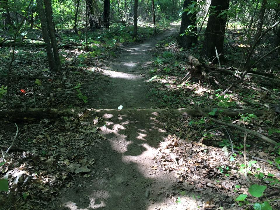 A winding dirt trail in a wooded area, surrounded by trees and underbrush, with dappled sunlight filtering through the foliage. The path shows signs of wear and has patches of fallen leaves and small branches along the sides. Bringle Lake Mountain Bike Trail System mountain bike trail.