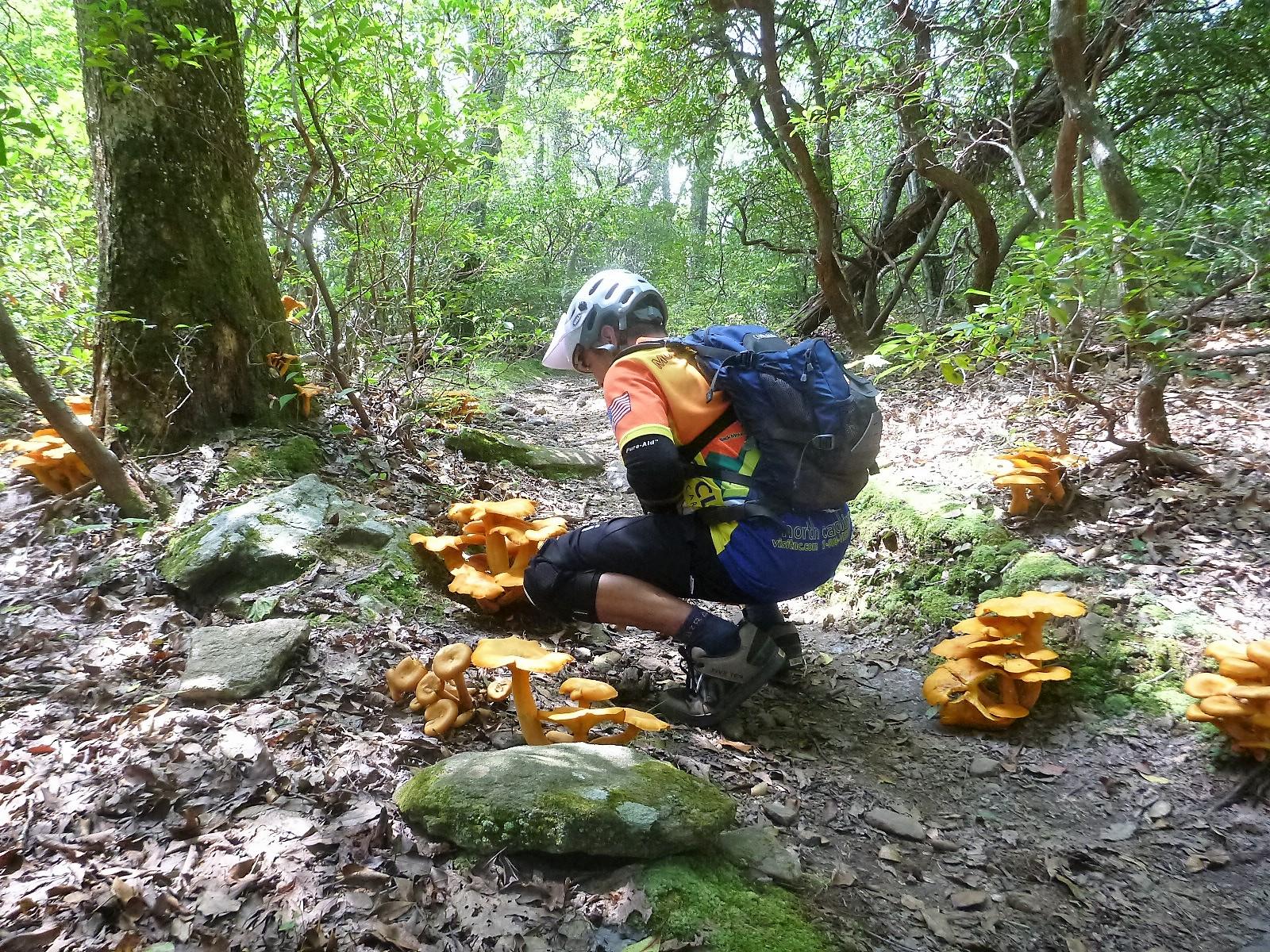 A person in cycling gear, including a helmet and a brightly colored jersey, squats down on a forest trail surrounded by a variety of large orange mushrooms. The scene depicts a lush, green wooded area with trees and underbrush. Sunlight filters through the foliage, illuminating the mushrooms and the hiker. Laurel Mountain mountain bike trail.