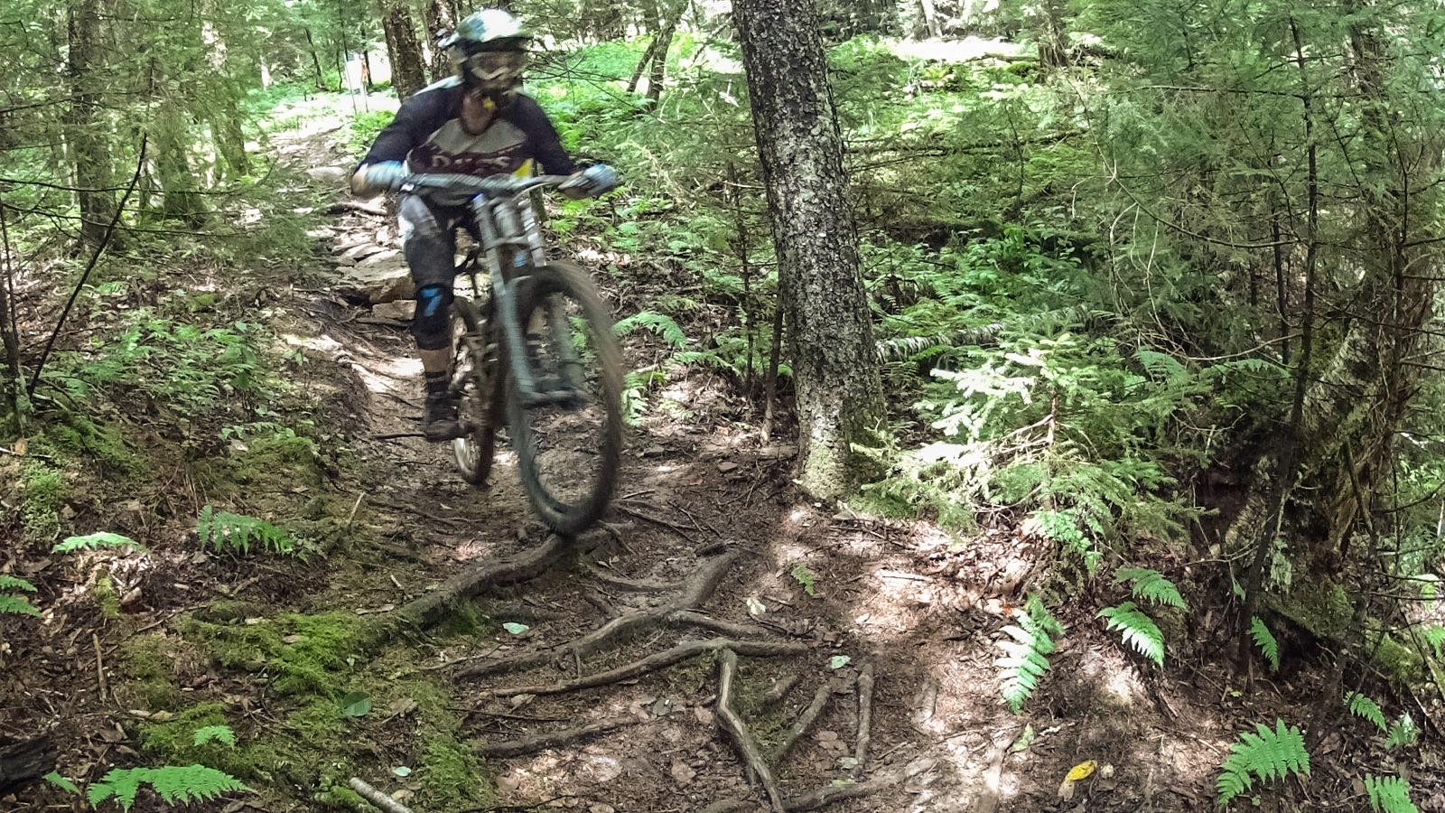 Mountain biker navigating a forest trail, with the bike's front wheel lifted off the ground. The scene is surrounded by dense greenery, including ferns and trees, creating a natural backdrop that showcases the rugged terrain of the path. Snowshoe Bike Park mountain bike trail.