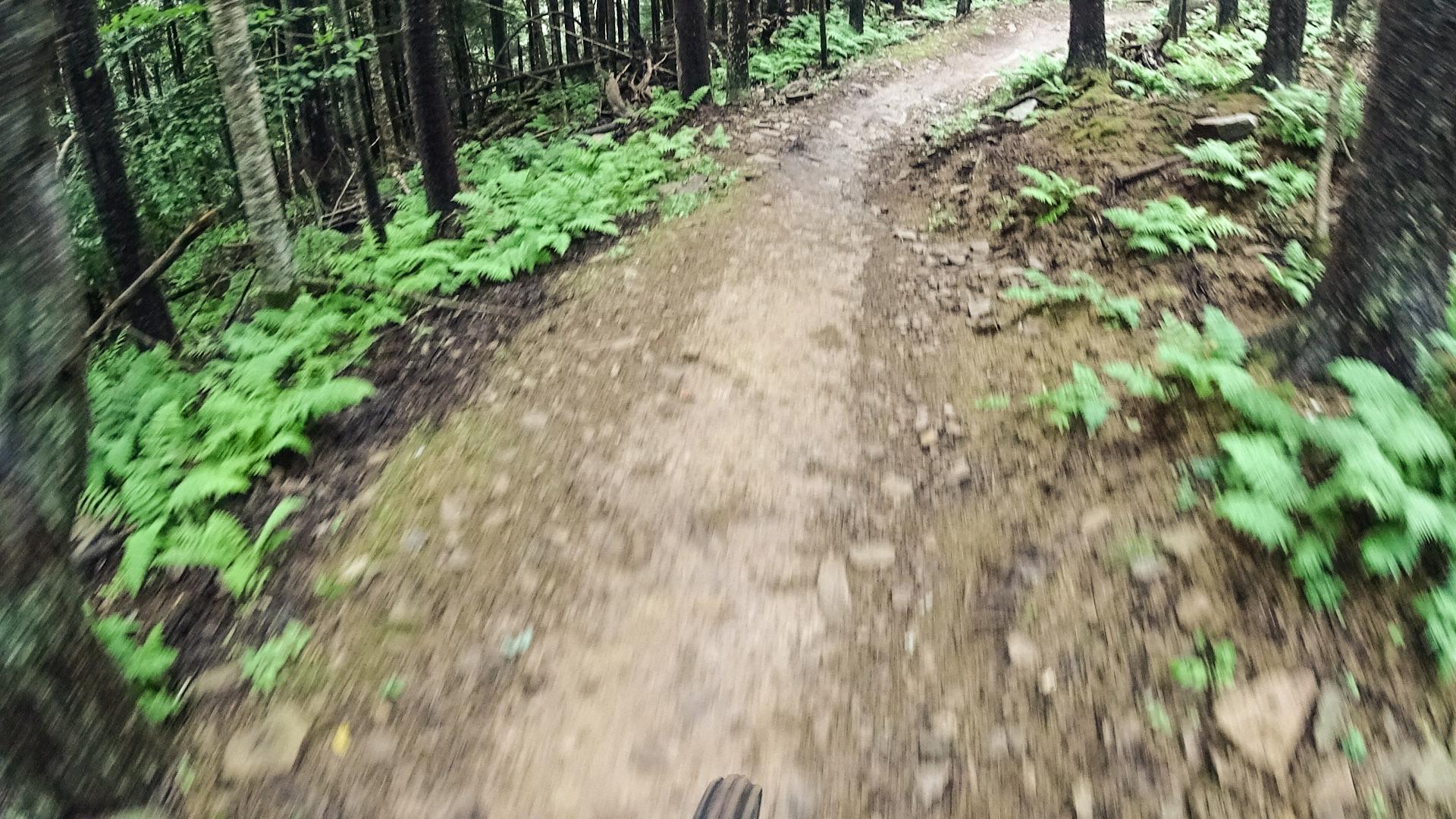 A winding dirt trail through a lush forest, lined with ferns and dense trees. The image captures the path from a low angle, possibly taken while biking, suggesting motion and adventure in a natural setting. Snowshoe Bike Park mountain bike trail.