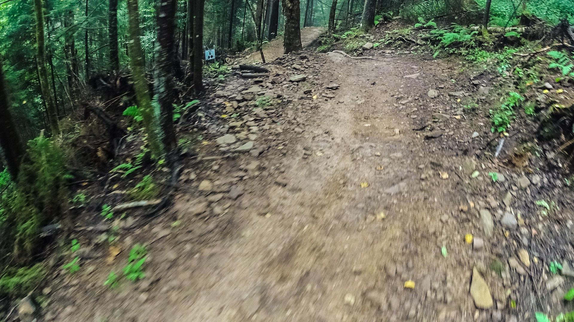A dirt trail winding through a dense forest, flanked by trees and underbrush, with scattered rocks and greenery along the path. Snowshoe Bike Park mountain bike trail.