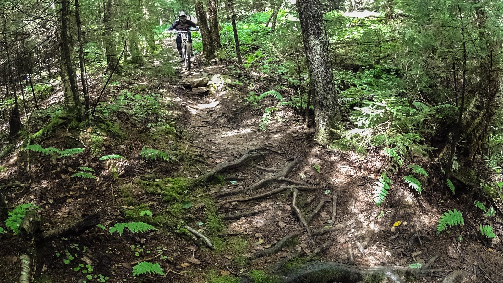 A mountain biker navigates a rocky, wooded trail surrounded by lush green ferns and tall trees, with visible tree roots along the path. Snowshoe Bike Park mountain bike trail.