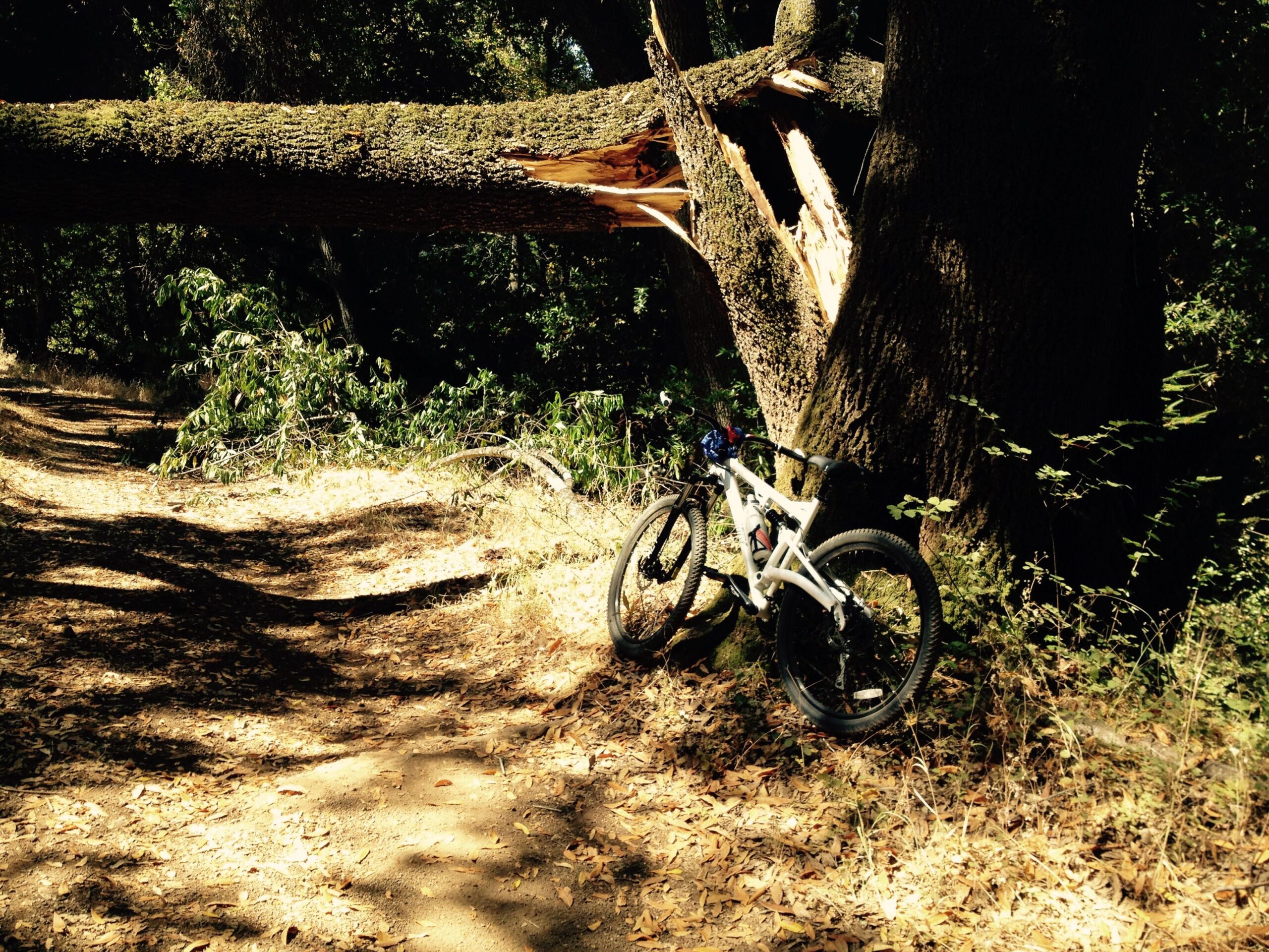 A mountain bike resting against a fallen tree on a dirt trail surrounded by greenery and scattered leaves. Sunlight filters through the trees, casting dappled shadows on the path. Monte Bello / Rancho San Antonio mountain bike trail.