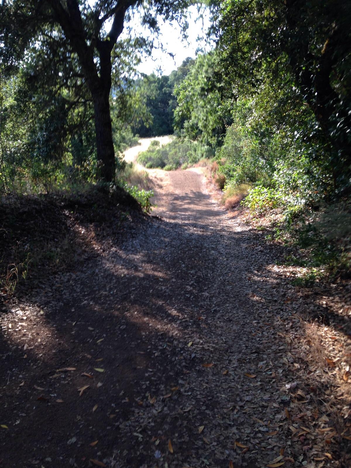 A dirt path surrounded by lush greenery, leading through a wooded area. The scene includes trees on either side, with sunlight filtering through the leaves, creating a dappled light effect on the ground covered in fallen leaves. In the distance, an open grassy area is visible, hinting at the path's continuation. Monte Bello / Rancho San Antonio mountain bike trail.