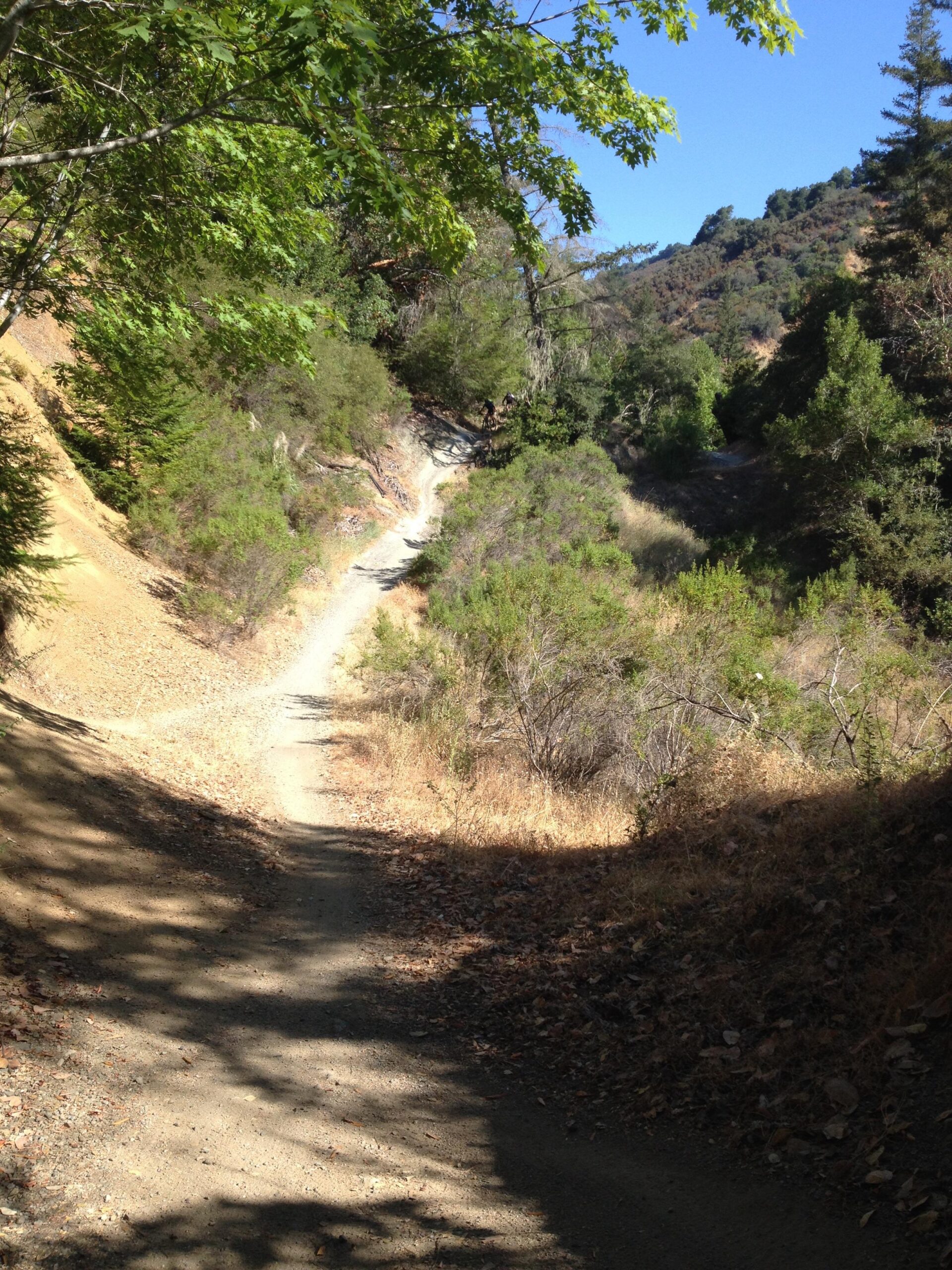 A winding dirt path surrounded by green shrubs and trees, leading through a sunny hillside. The trail curves gently into the distance, with dry grass and scattered leaves along the ground. Clear blue skies are visible above, suggesting a tranquil outdoor setting. Monte Bello / Rancho San Antonio mountain bike trail.