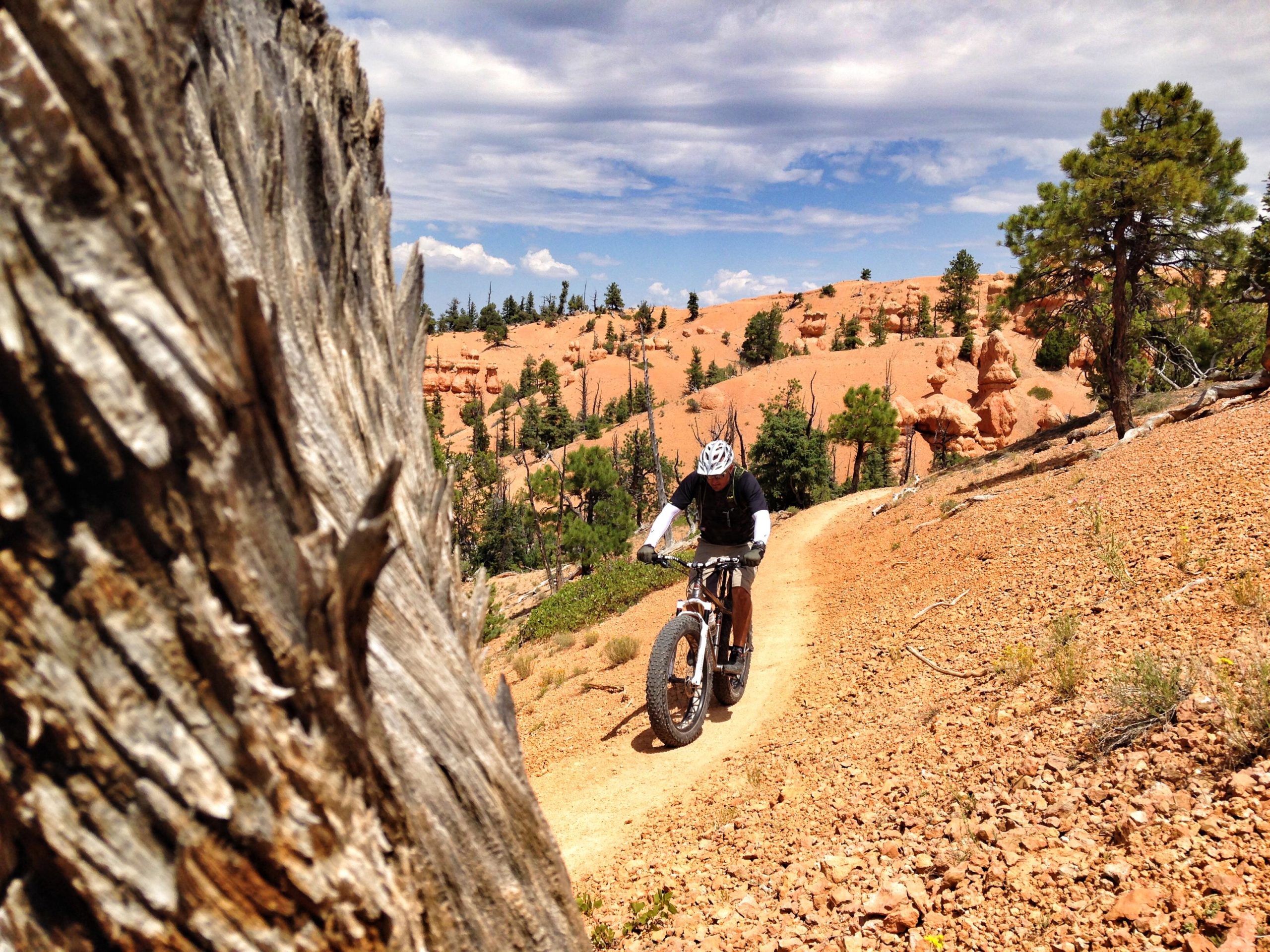 A mountain biker riding along a dirt trail in a desert landscape, with red rock formations and pine trees in the background. A close-up of a tree trunk is visible in the foreground, adding depth to the scene. The sky is partly cloudy, creating a bright and vibrant atmosphere. Thunder Mountain mountain bike trail.