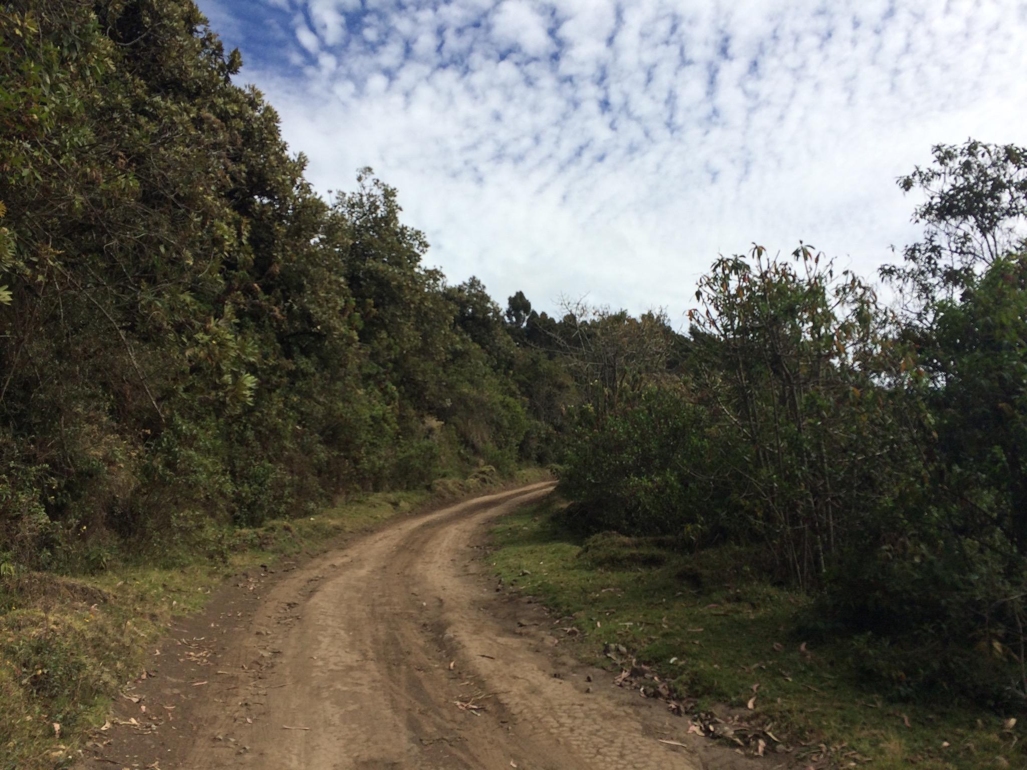 A winding dirt road surrounded by lush greenery, leading into a forested area under a partly cloudy sky. Antenas del Pichincha mountain bike trail.