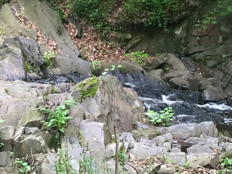 A serene scene of a rocky stream surrounded by lush greenery, with flowing water cascading over stones. Small plants and moss grow among the rocks, creating a natural landscape. Morris park mountain bike trail.
